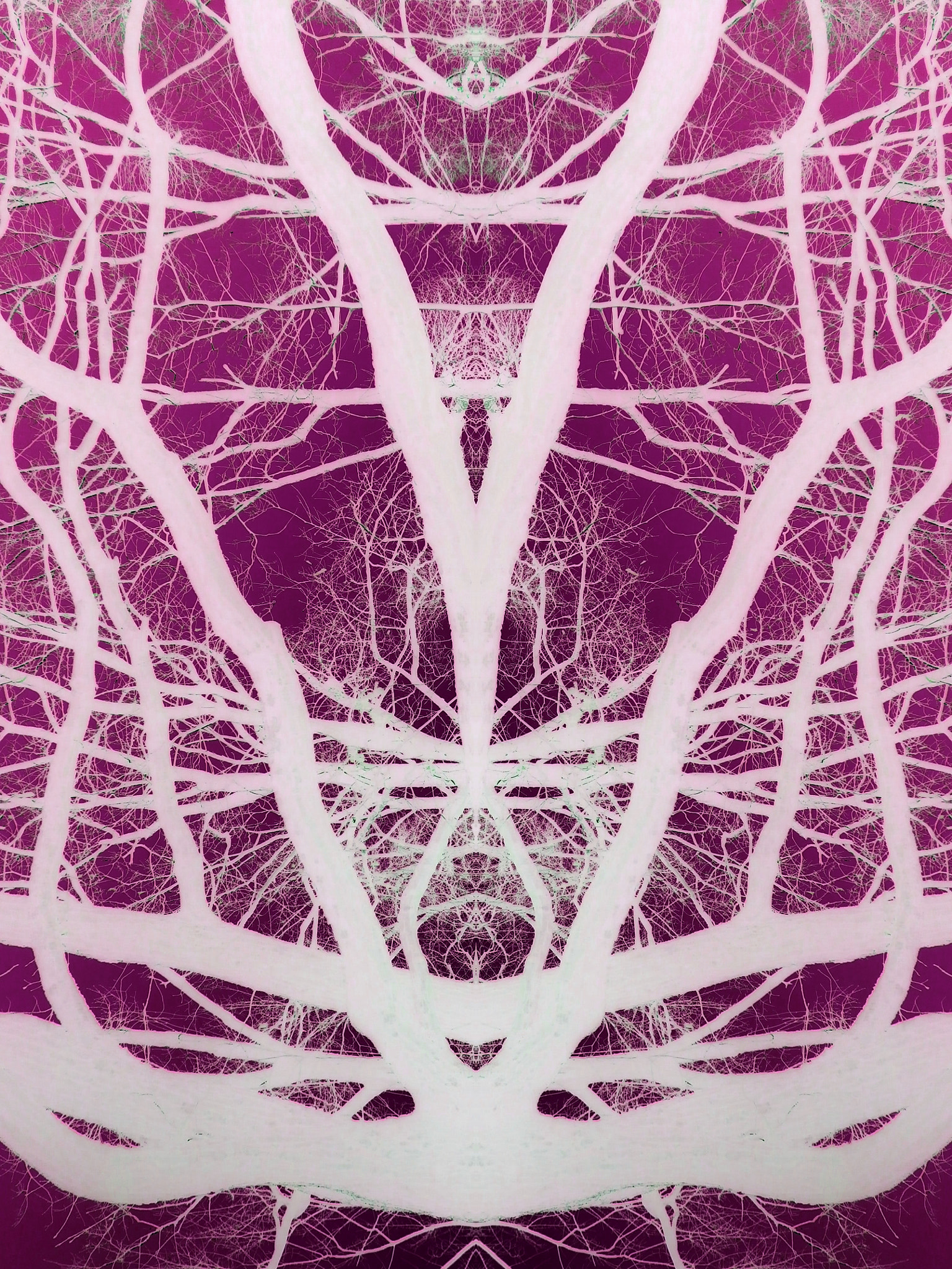 Olympus VG170 sample photo. Natural fractal geometry photography