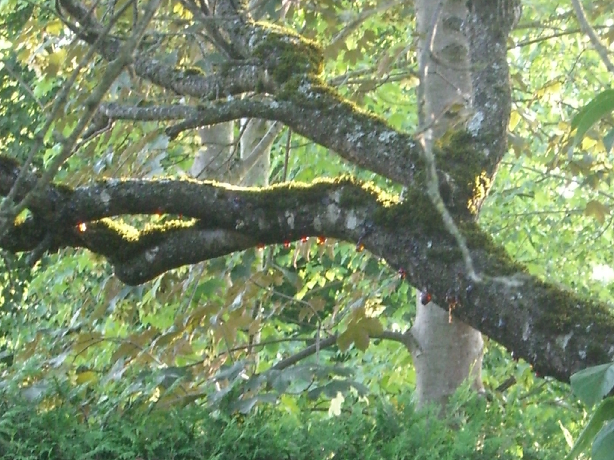 CASIO EX-S600 sample photo. Cimg0169.jpg photography