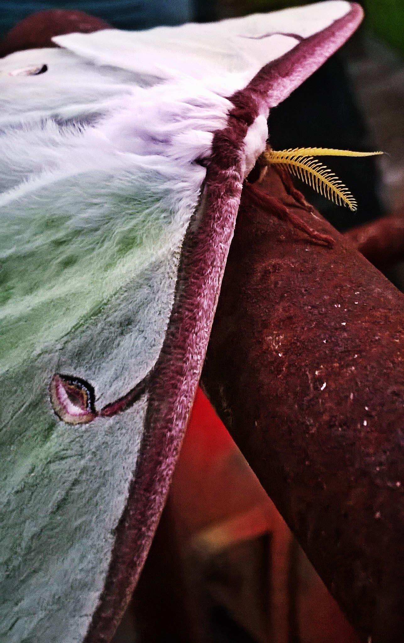 Nokia Lumia 635 sample photo. Giant green moth photography