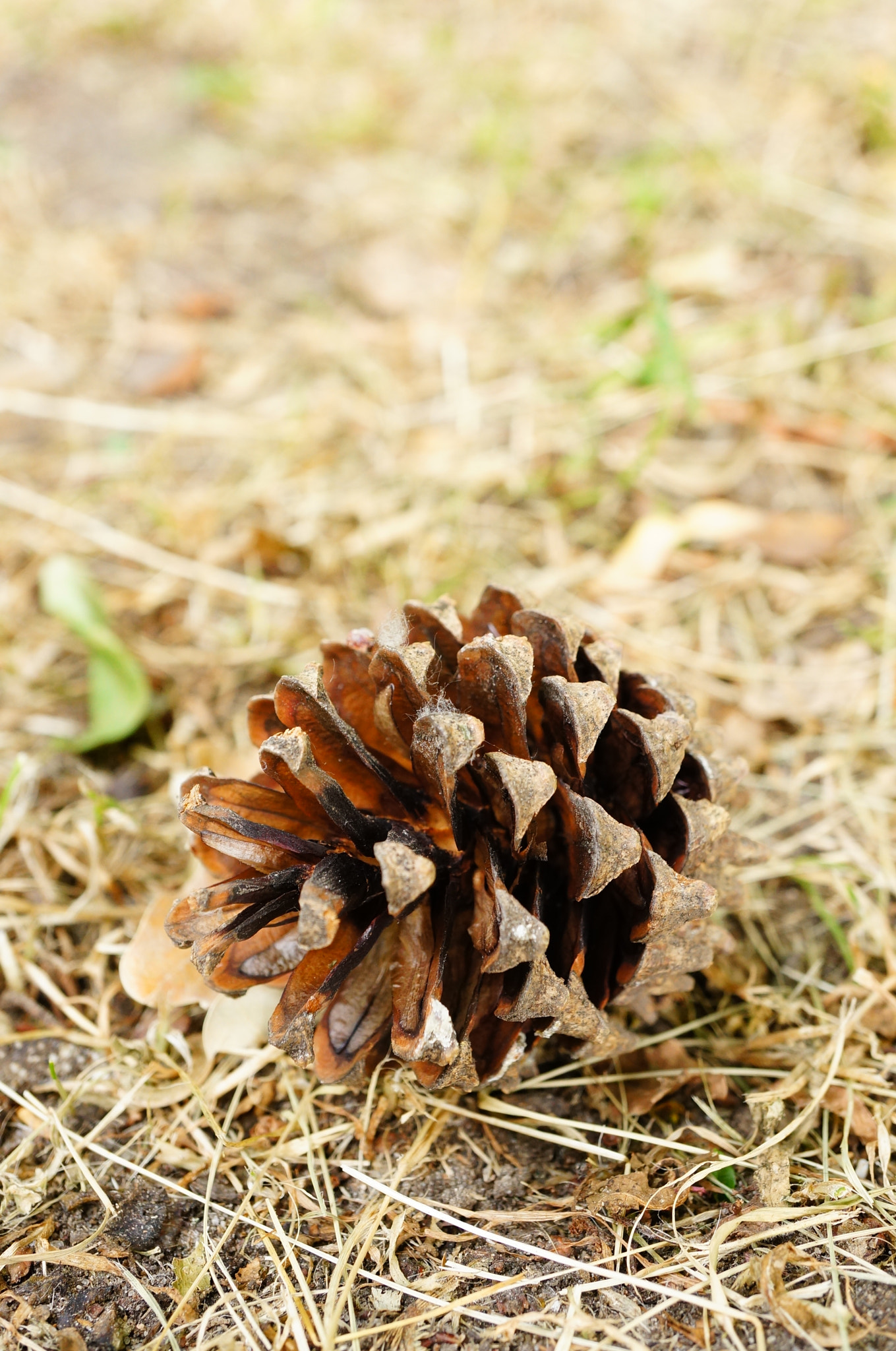 Sony Alpha NEX-5N + Sony E 30mm F3.5 Macro sample photo. Brown pine cone photography