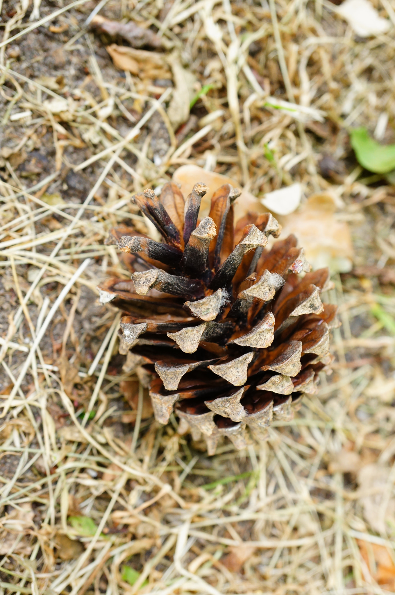 Sony Alpha NEX-5N + Sony E 30mm F3.5 Macro sample photo. Brown pine cone photography