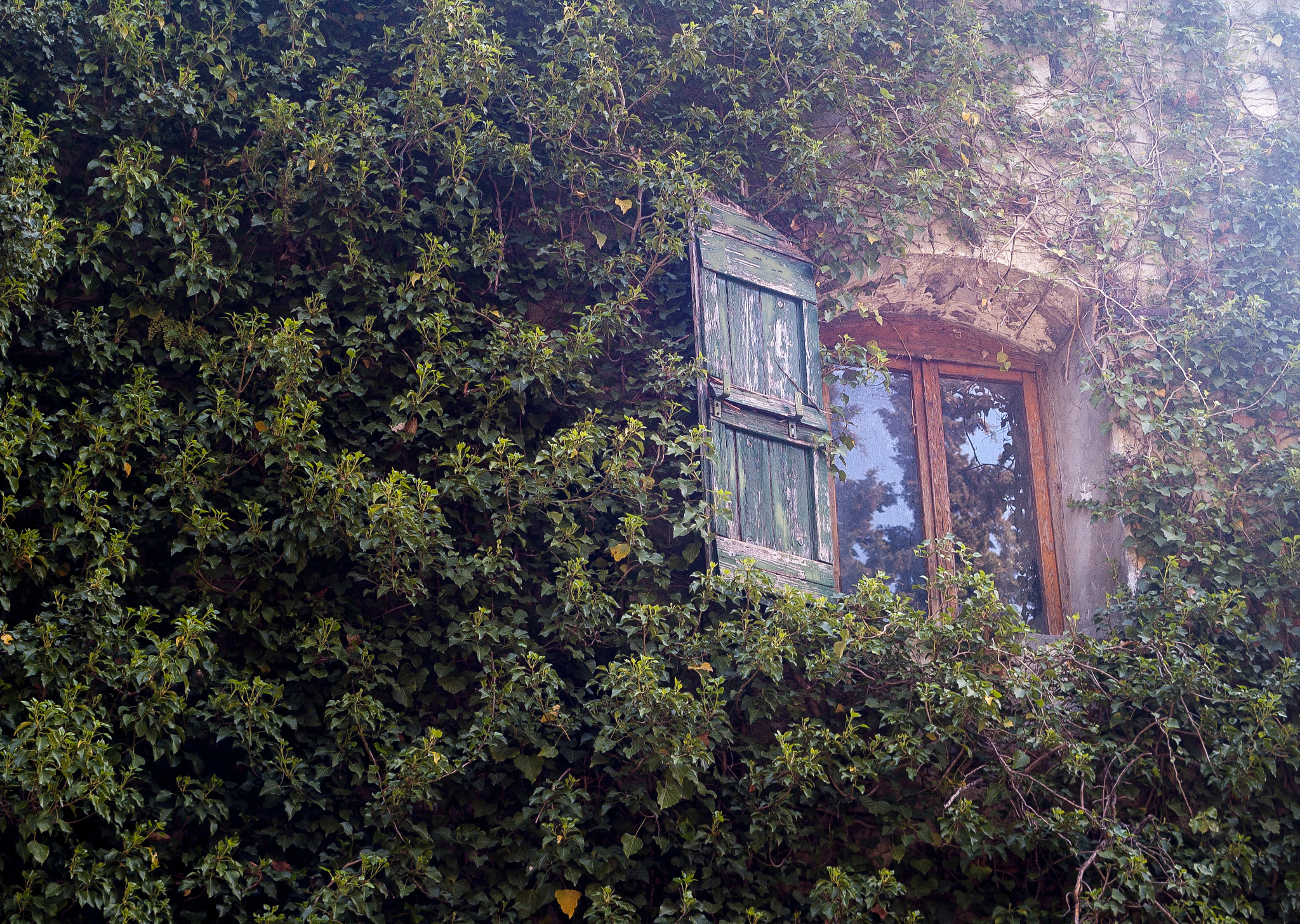 AF Zoom-Nikkor 35-70mm f/3.3-4.5 N sample photo. Plants eating the window photography