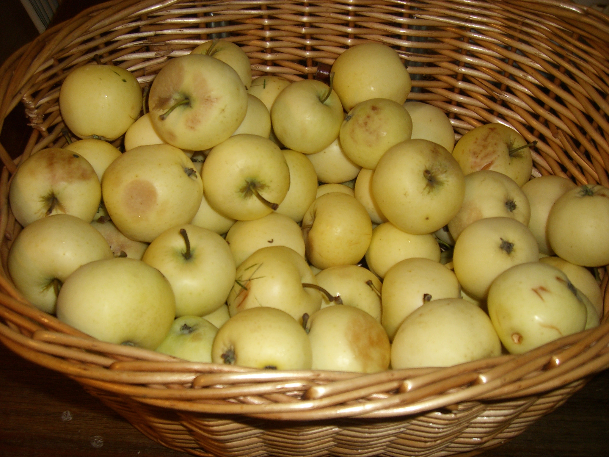 CASIO EX-S600 sample photo. Ein korb gelber Äpfel - yellow apples photography