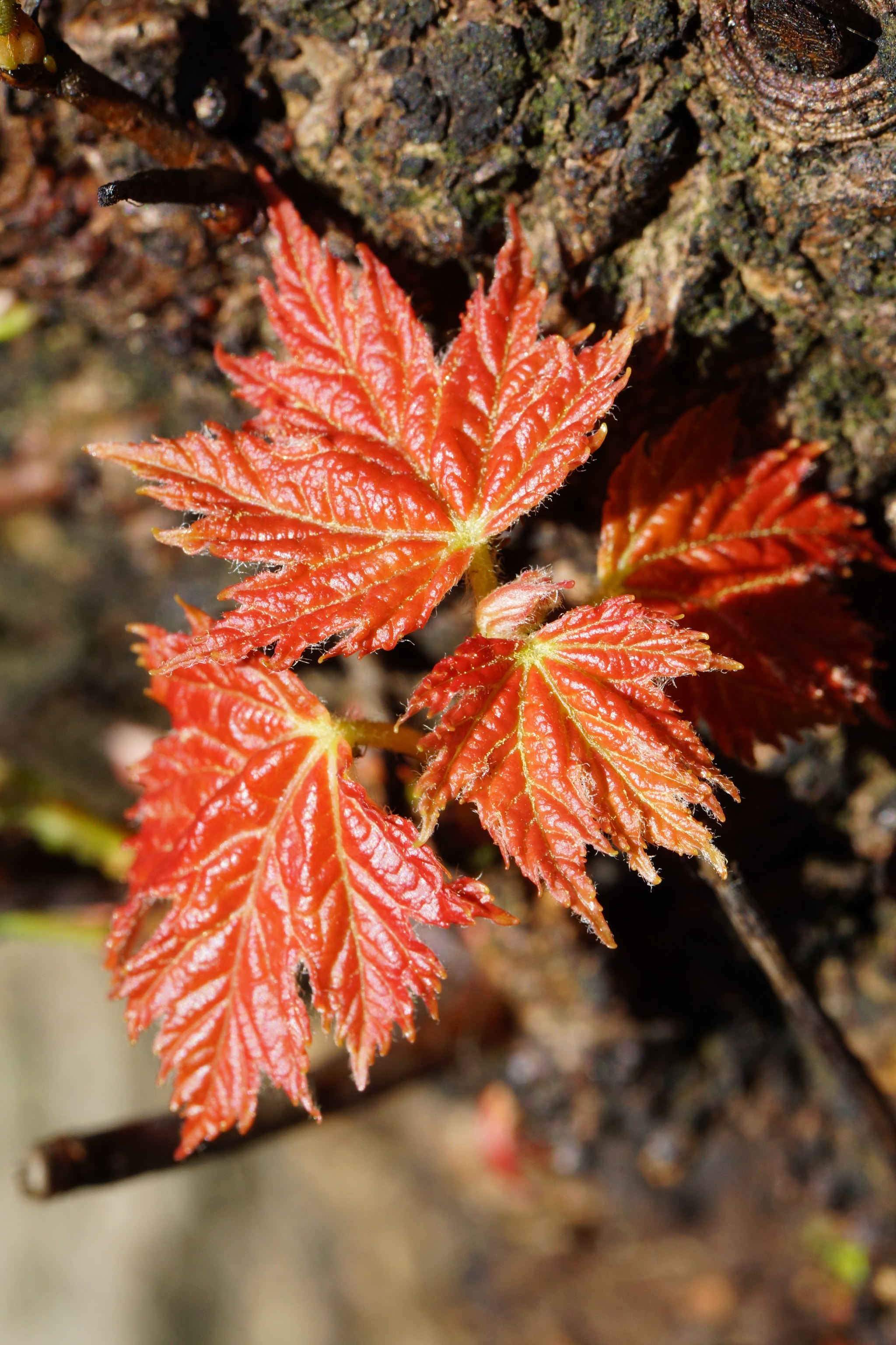 Sony SLT-A77 + Tamron Lens (255) sample photo. Red leaves photography