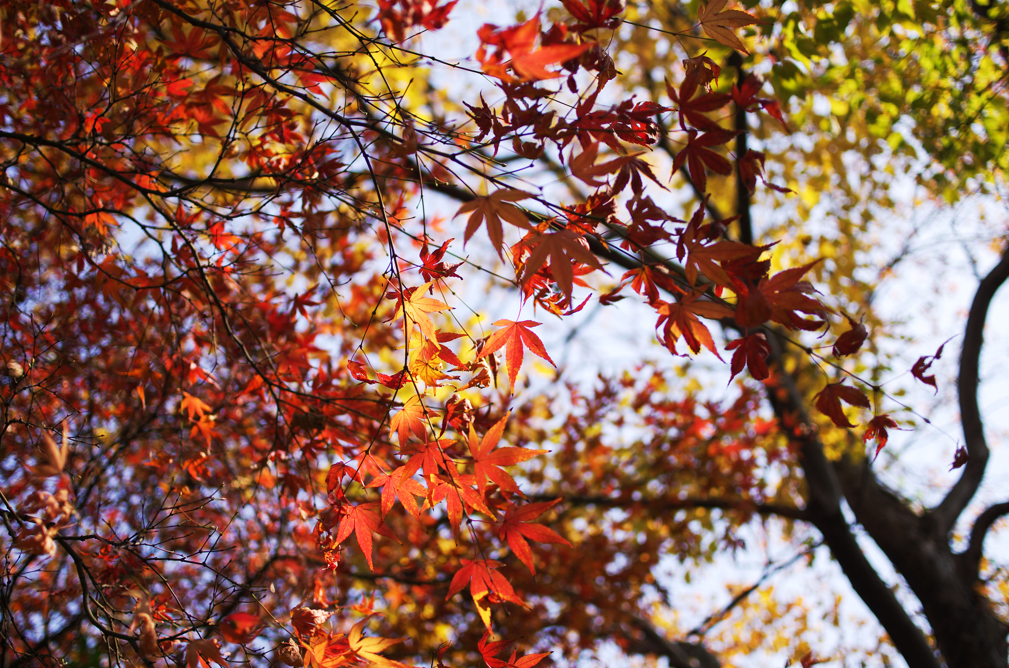 Pentax K-5 + HD Pentax DA 35mm F2.8 Macro Limited sample photo. Maple photography