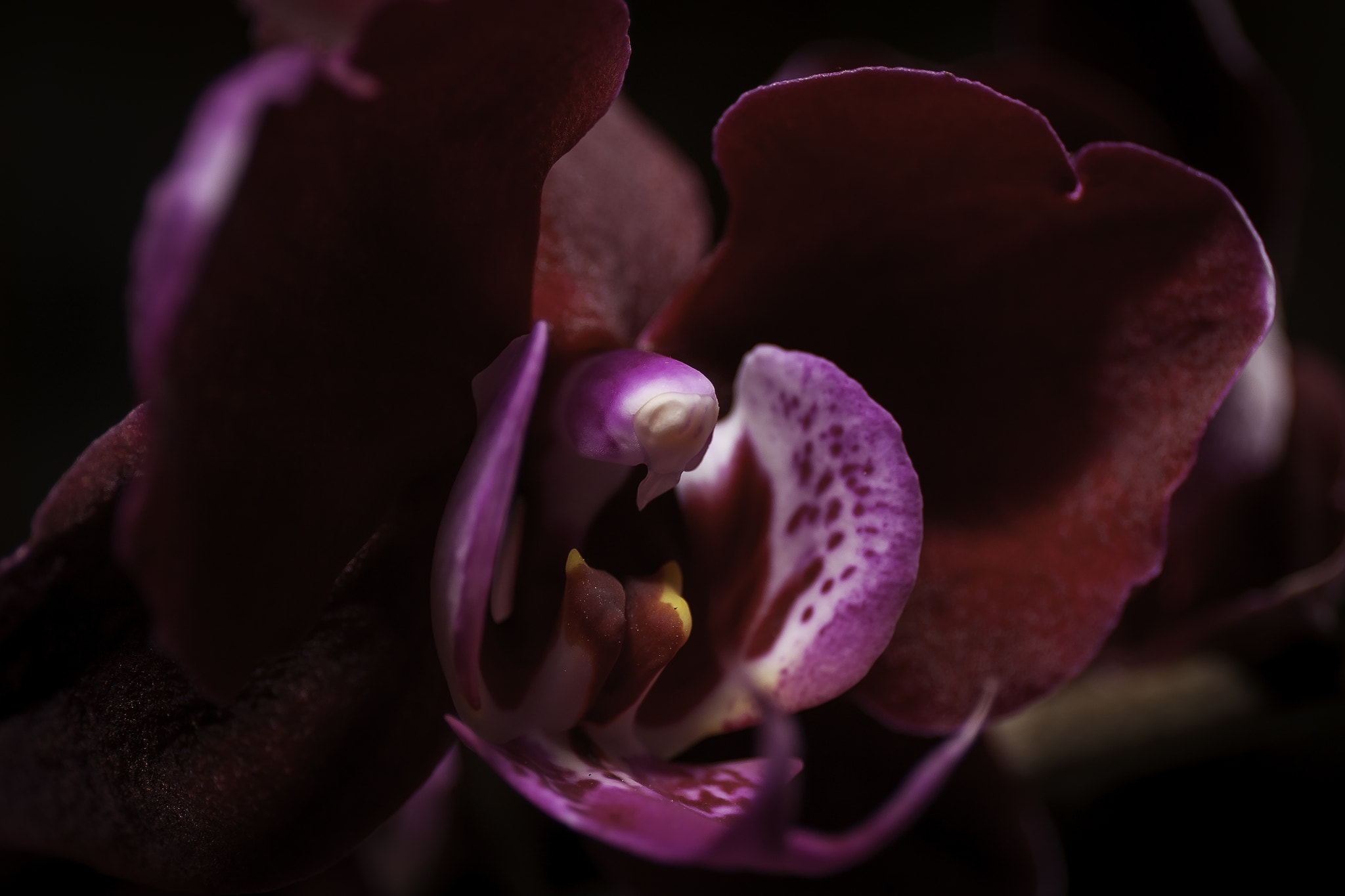 Canon EF 24-70mm F4L IS USM sample photo. Orchidée photography