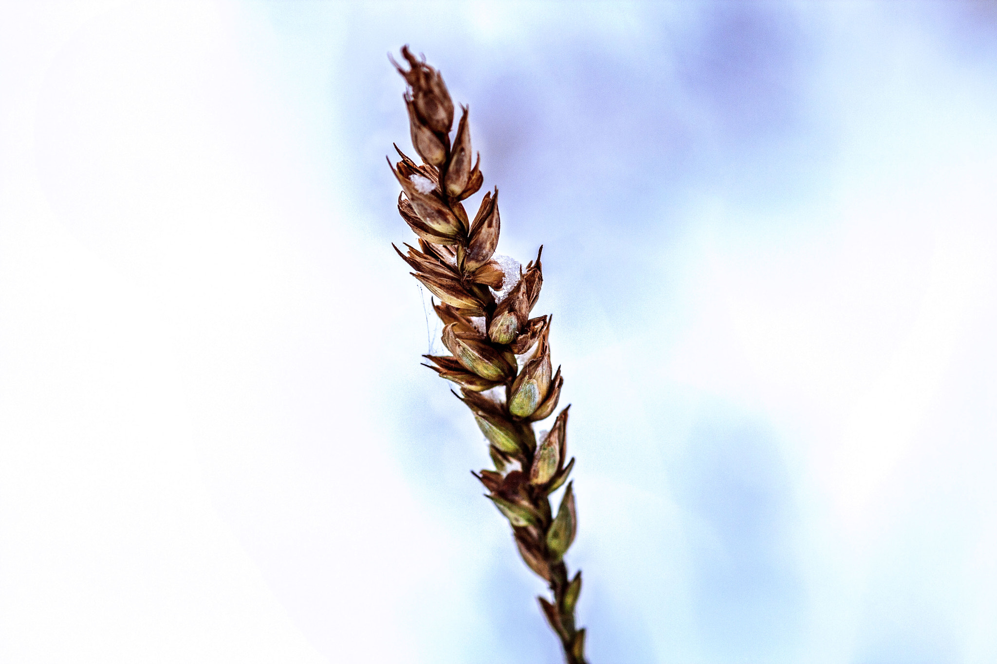Sigma 105mm F2.8 EX DG Macro sample photo. Korn photography