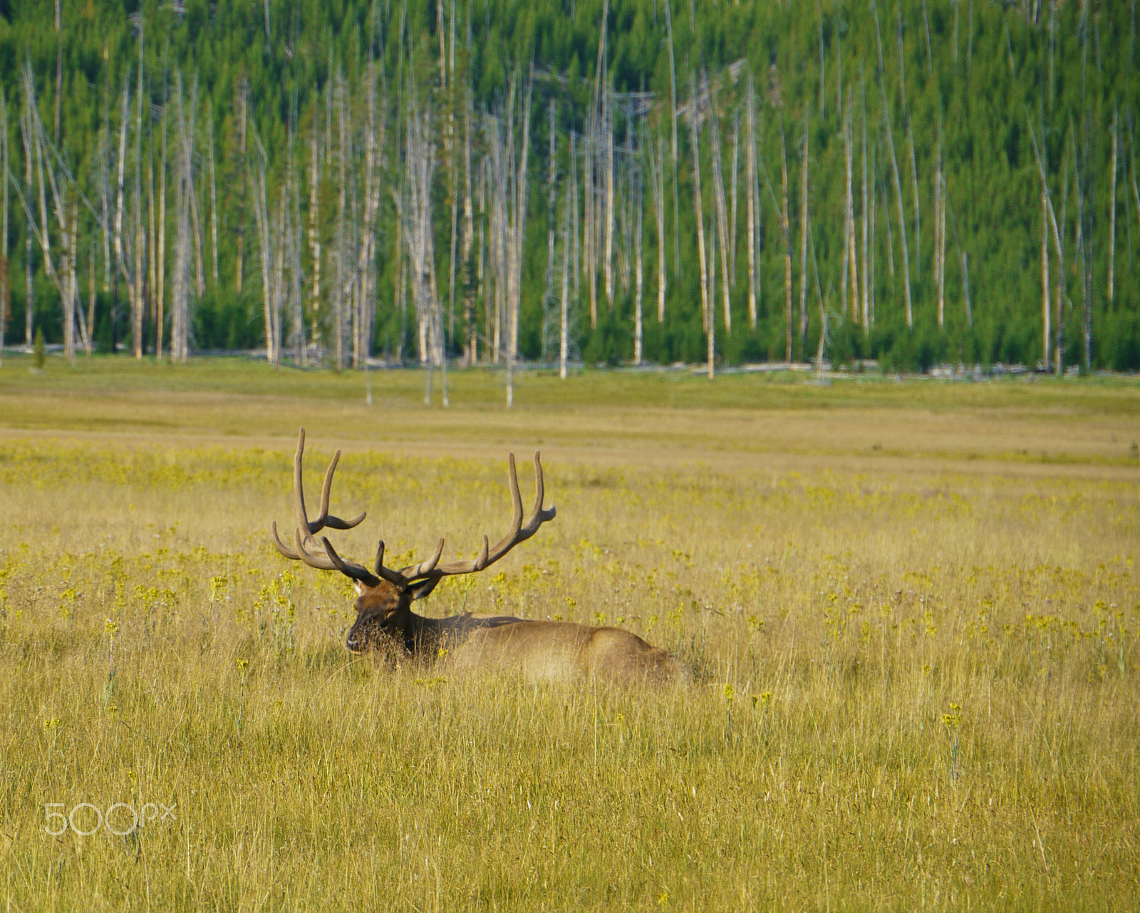 Panasonic Lumix DMC-GH1 sample photo. Moose field photography