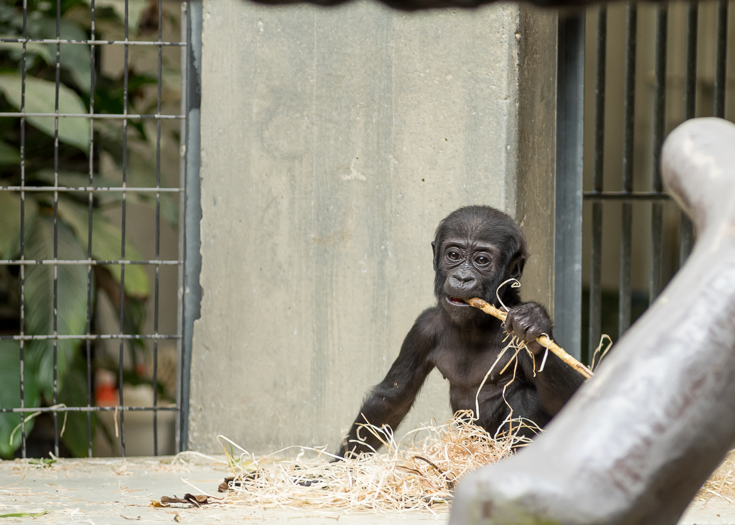 AF Zoom-Nikkor 80-200mm f/2.8 ED sample photo. Orang-utan photography