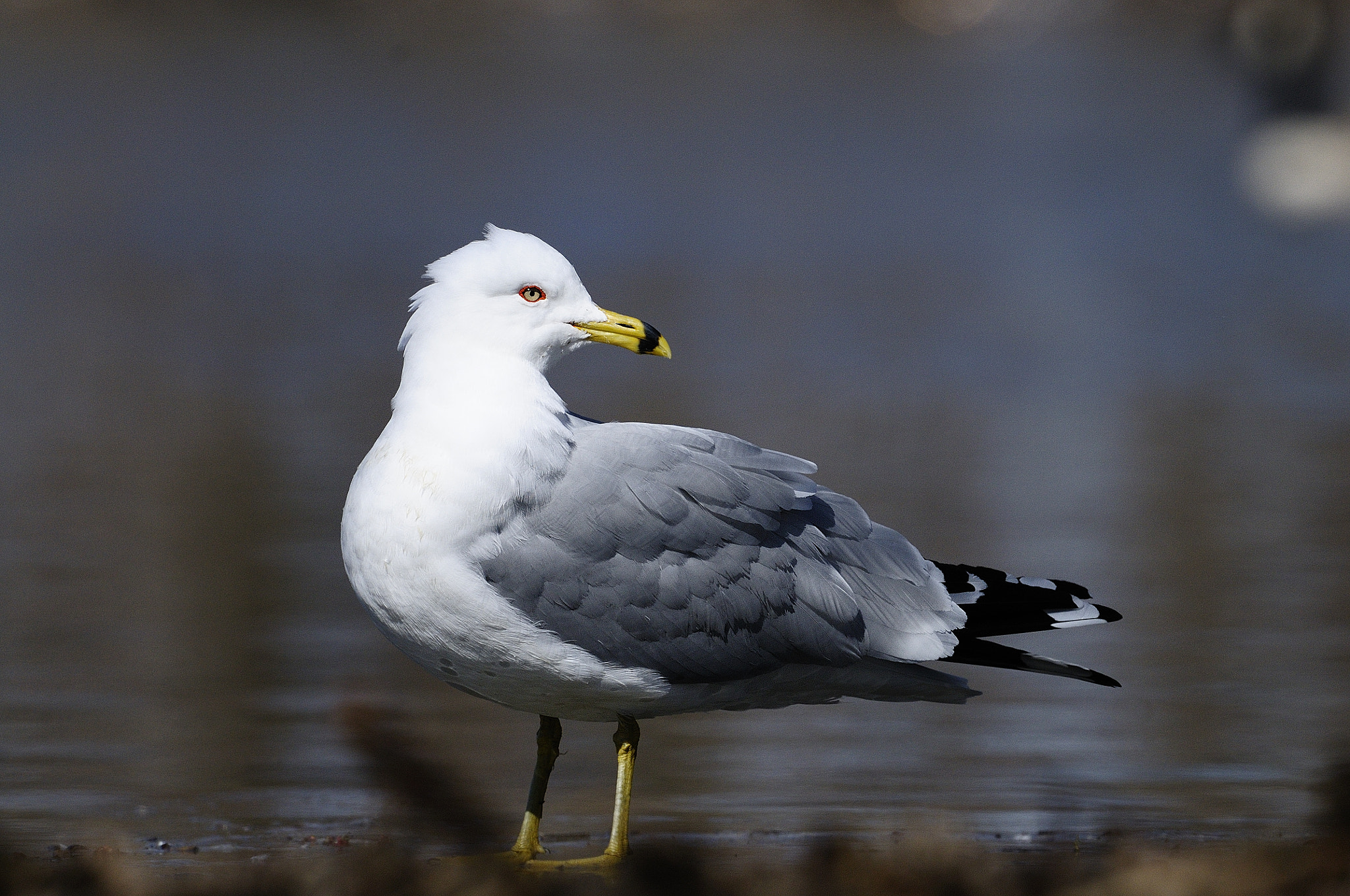 Nikon D300S + Nikon AF-S Nikkor 500mm F4G ED VR sample photo. Goéland à bec cerclé,  ring-billed gull photography