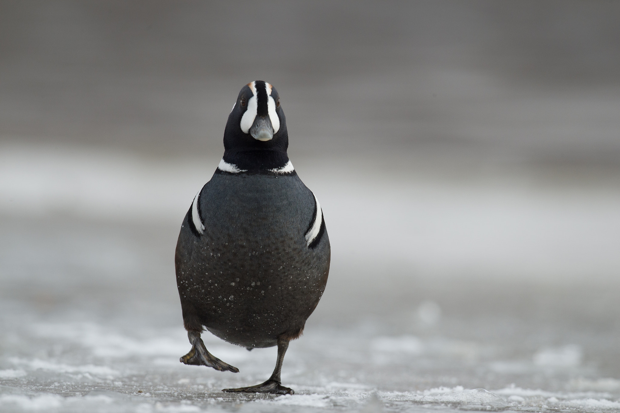 Nikon D4 + Sigma 24-60mm F2.8 EX DG sample photo. Arlequin plongeur, histrionicus histrionicus, harlequin duck photography