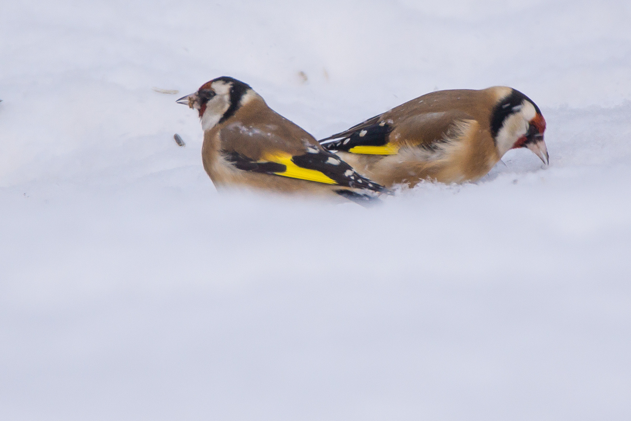 Sony SLT-A65 (SLT-A65V) + Tamron SP 150-600mm F5-6.3 Di VC USD sample photo. Goldfinches photography