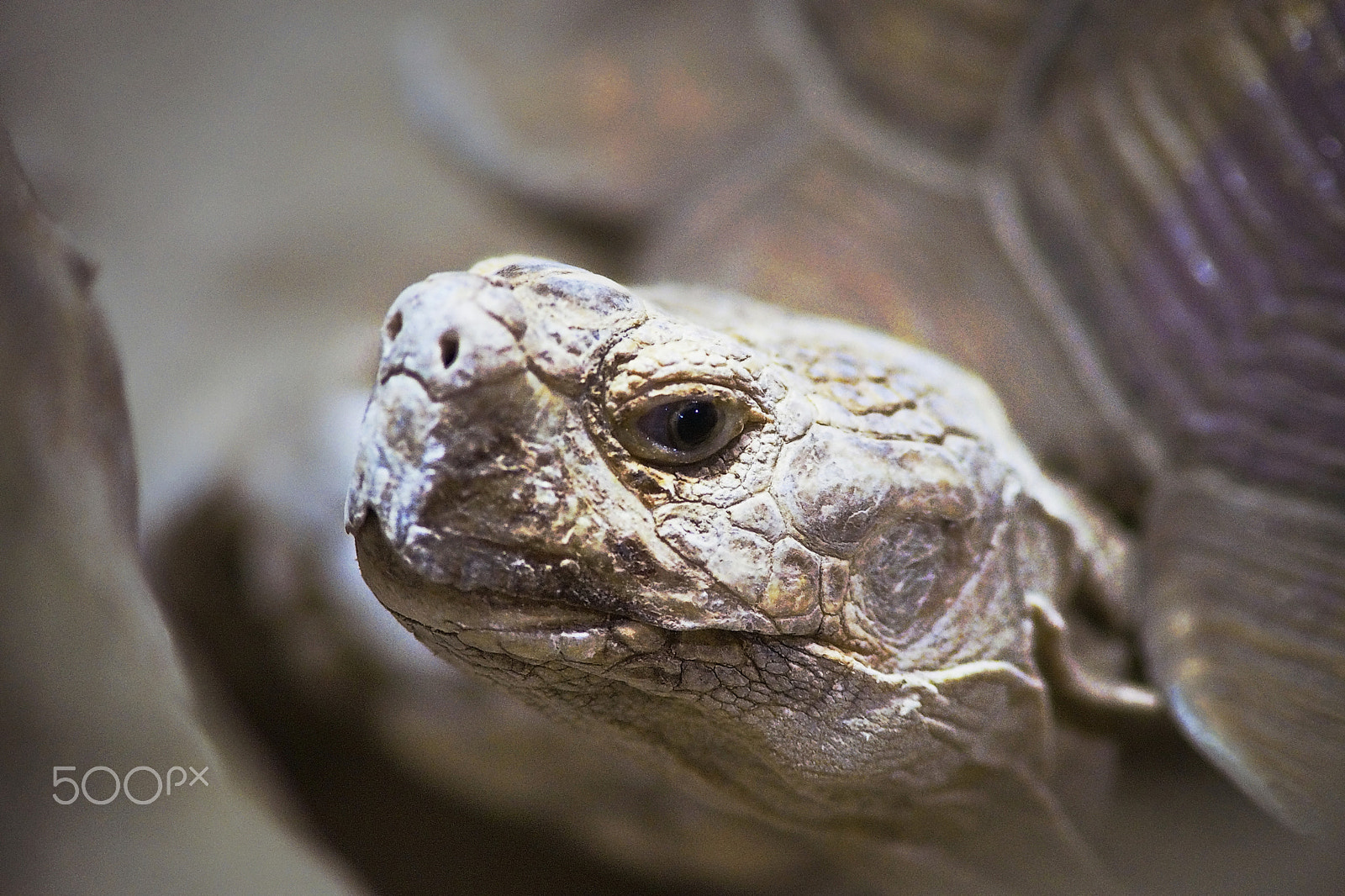 Sony Planar T* 85mm F1.4 ZA sample photo. A million years ago as well photography