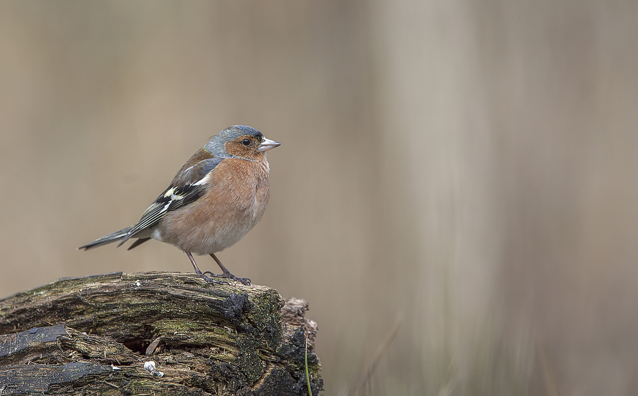 Canon EF 300mm F2.8L IS USM sample photo. Vink photography