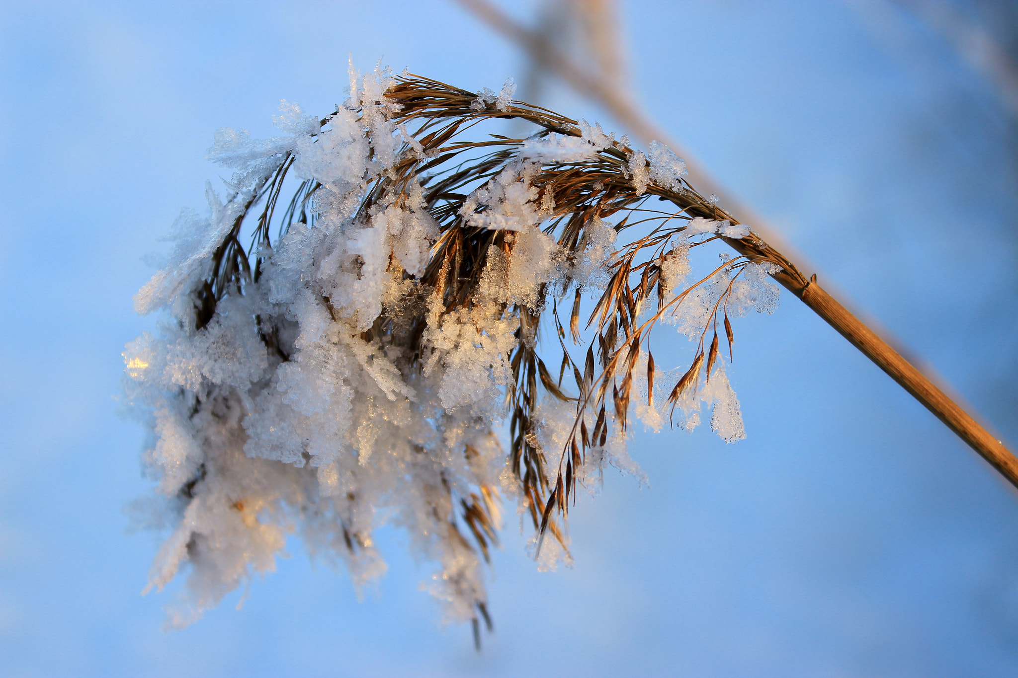 Canon EF-S 18-55mm F3.5-5.6 III sample photo. Reed in frost photography