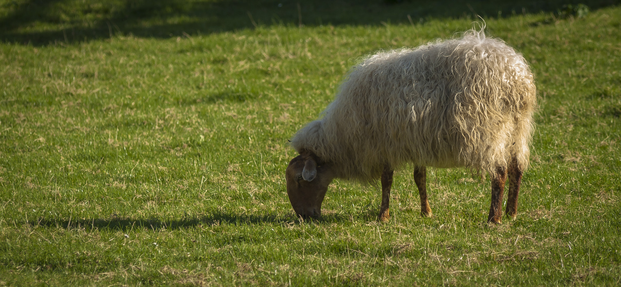 Olympus Zuiko Digital ED 70-300mm F4.0-5.6 sample photo. Beeeeee!!!! photography