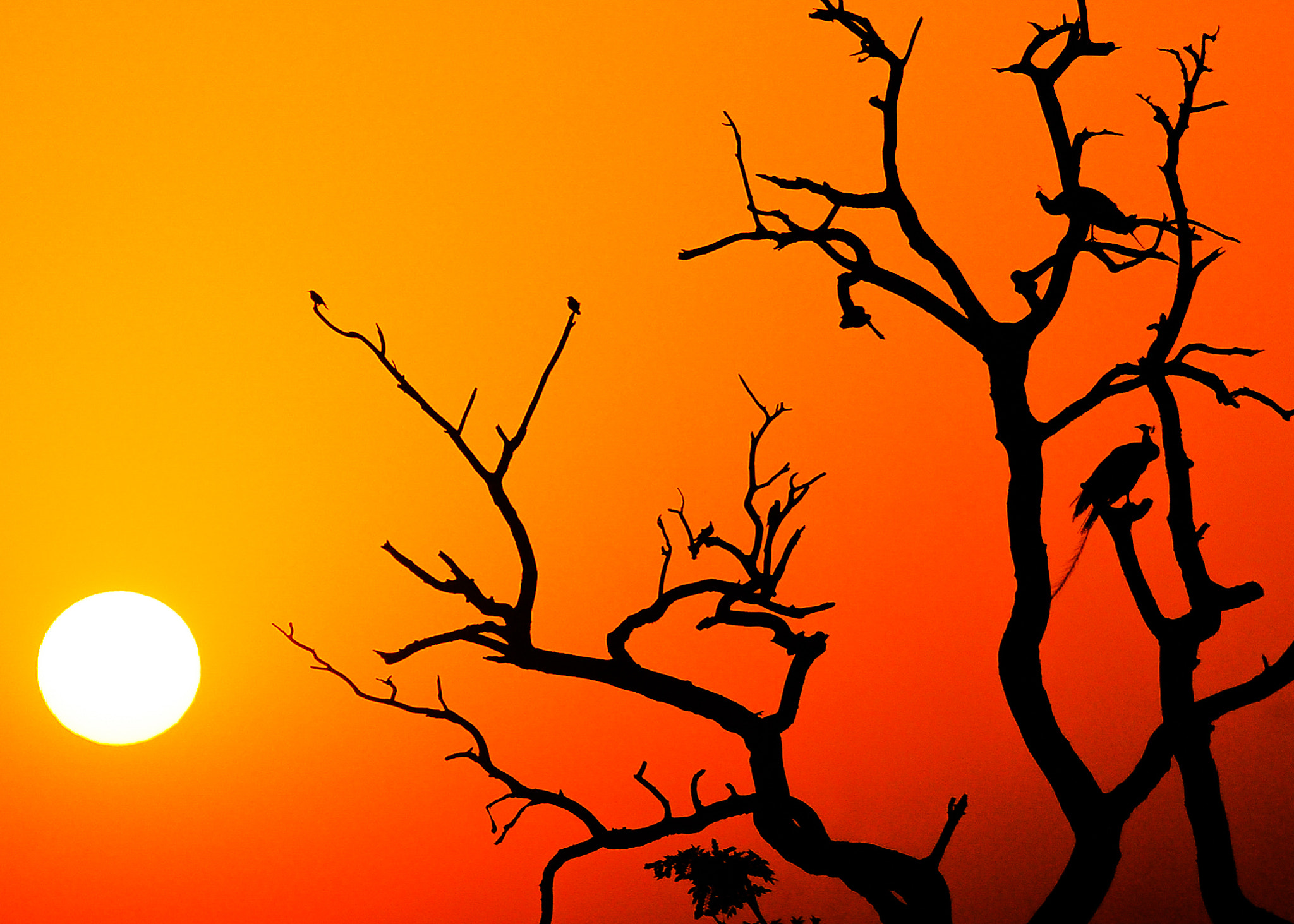 Nikon D40 sample photo. Indian sunset photography