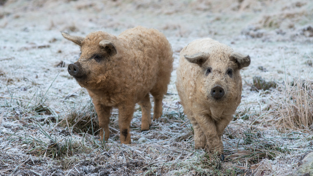 Sheep-pig by Elisabeth Eidjord on 500px.com