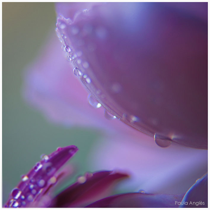 Sony a99 II + 90mm F2.8 Macro SSM sample photo. Flora photography