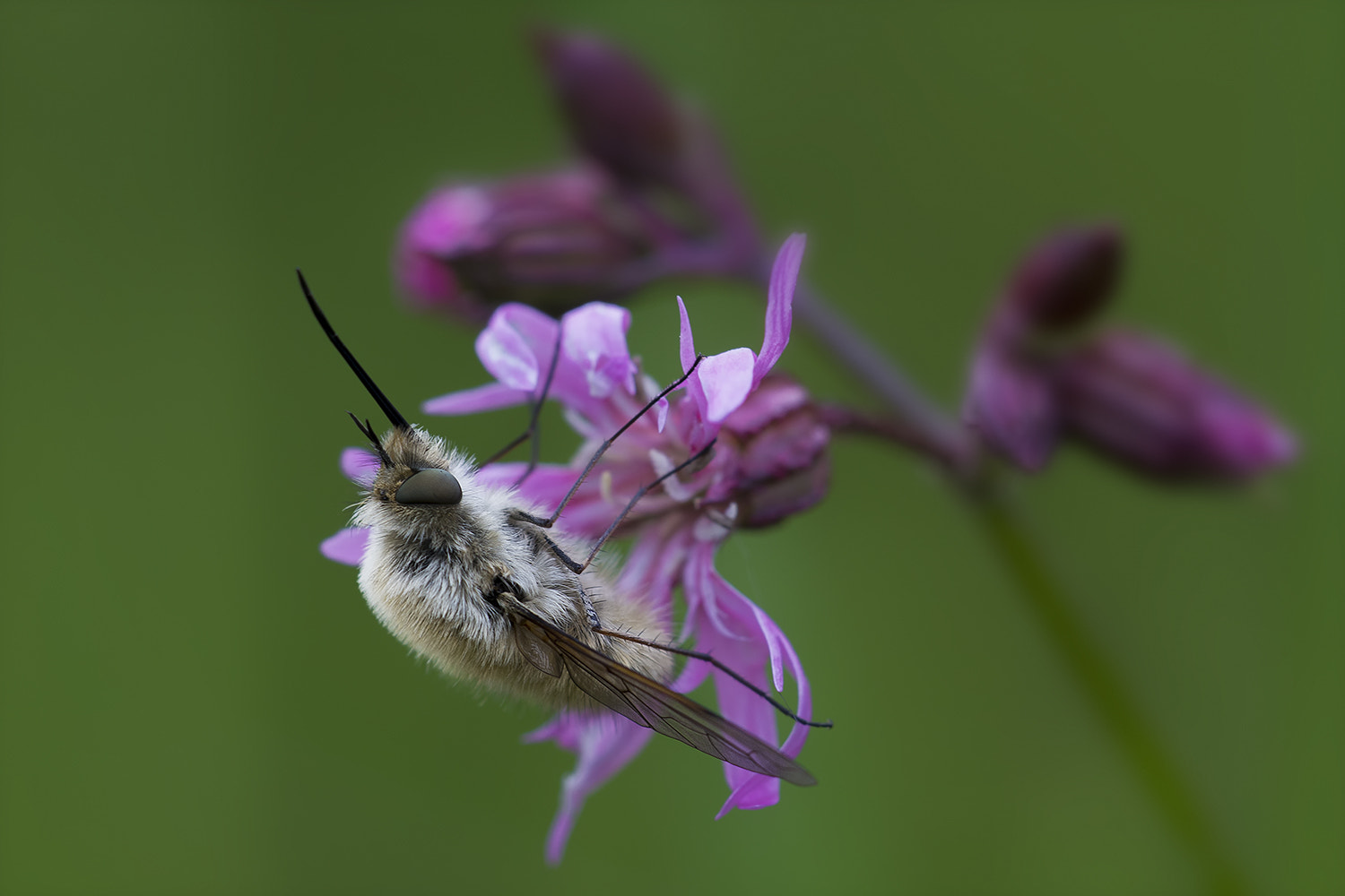 Canon EF 180mm F3.5L Macro USM sample photo. Wollscheber photography
