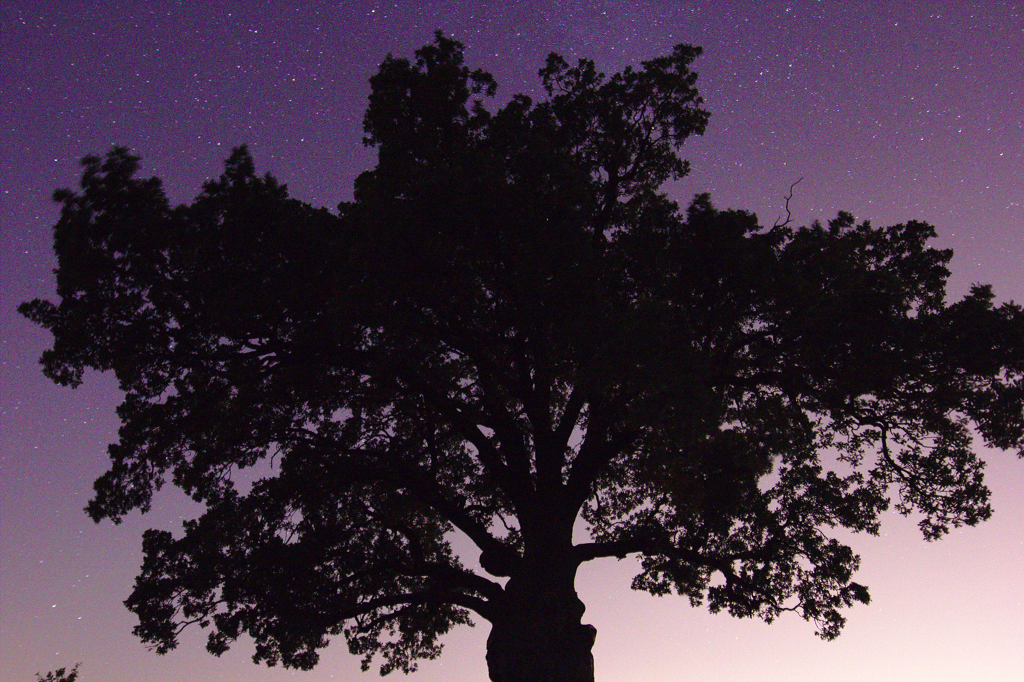 Canon EOS 60D + Canon EF 300mm f/2.8L sample photo. Tree in the night... photography