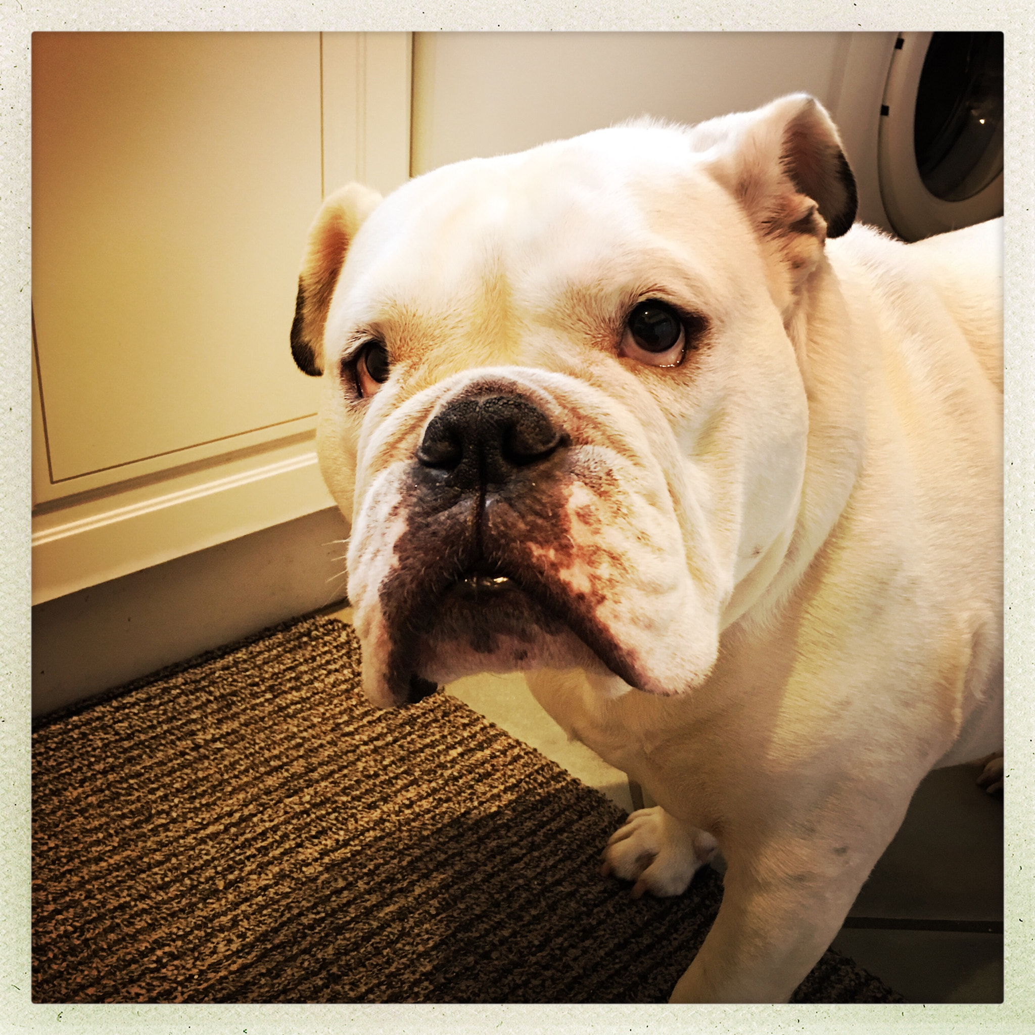 Hipstamatic 305 sample photo. Frankie my bulldog photography