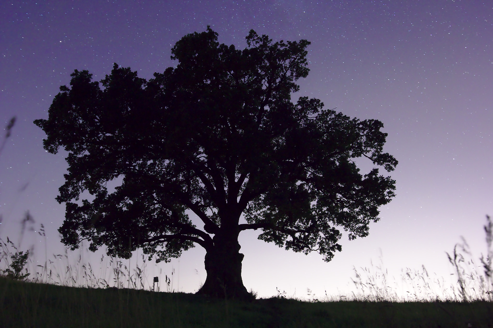 Canon EOS 60D + Canon EF 300mm f/2.8L sample photo. Tree and night field... photography