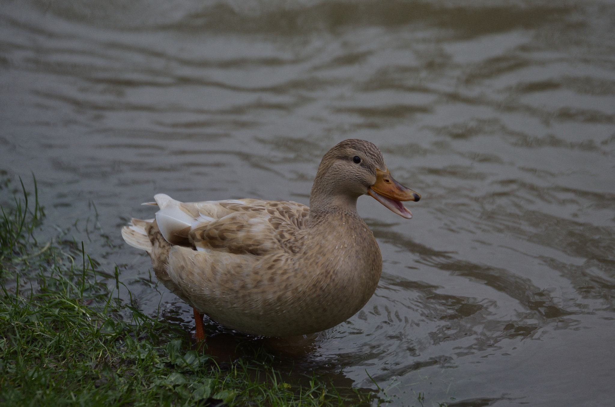 Tamron SP 70-200mm F2.8 Di VC USD sample photo. Duck photography