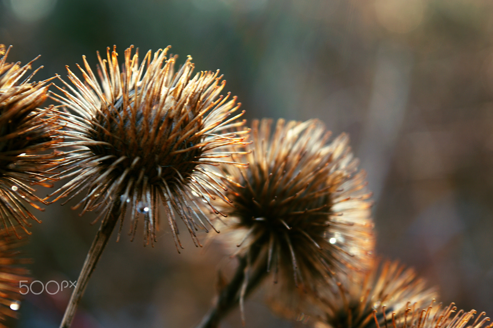 18.00 - 55.00 mm f/3.5 - 5.6 sample photo. Thistle photography