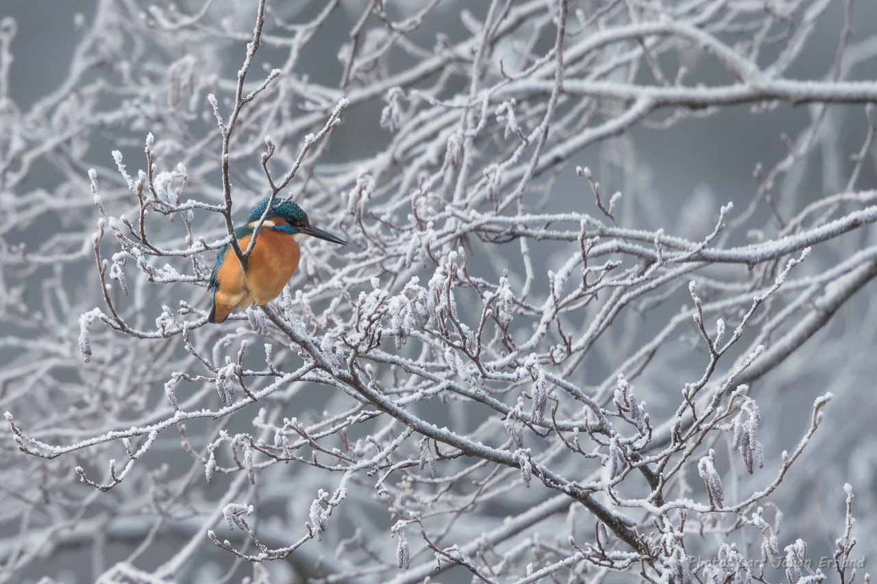 Canon EF 500mm F4L IS II USM sample photo. Kingfisher photography