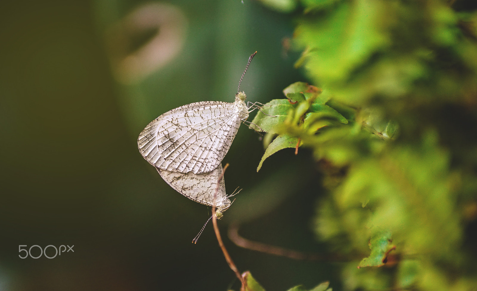 Sony ILCA-77M2 + Sony DT 55-200mm F4-5.6 SAM sample photo. Two butterflies photography