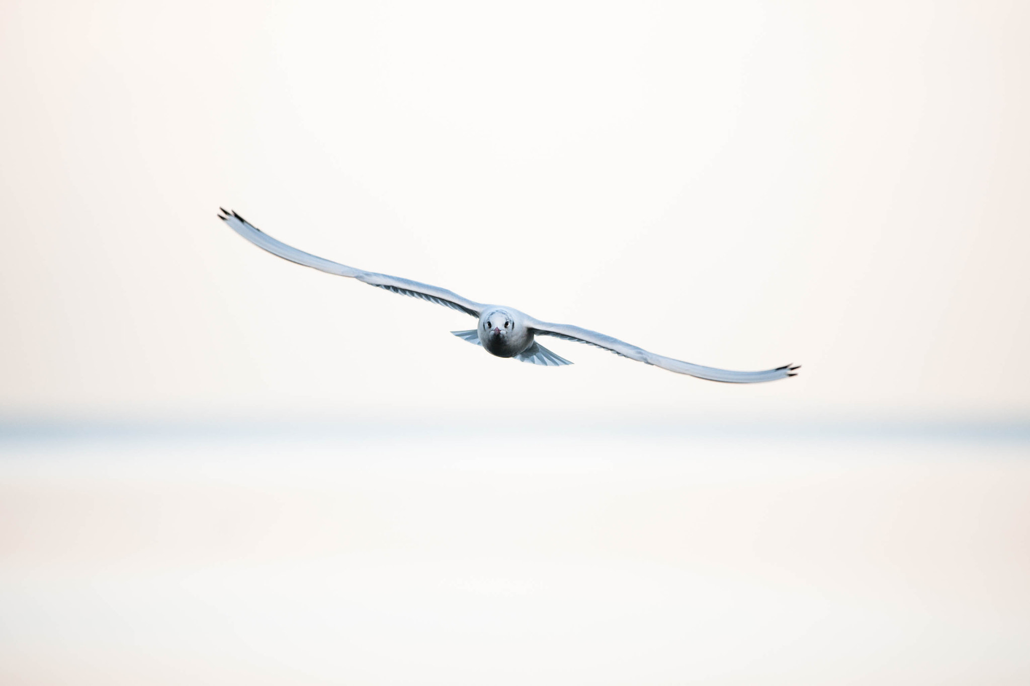 AF-S Zoom-Nikkor 80-200mm f/2.8D IF-ED sample photo. Eyes photography
