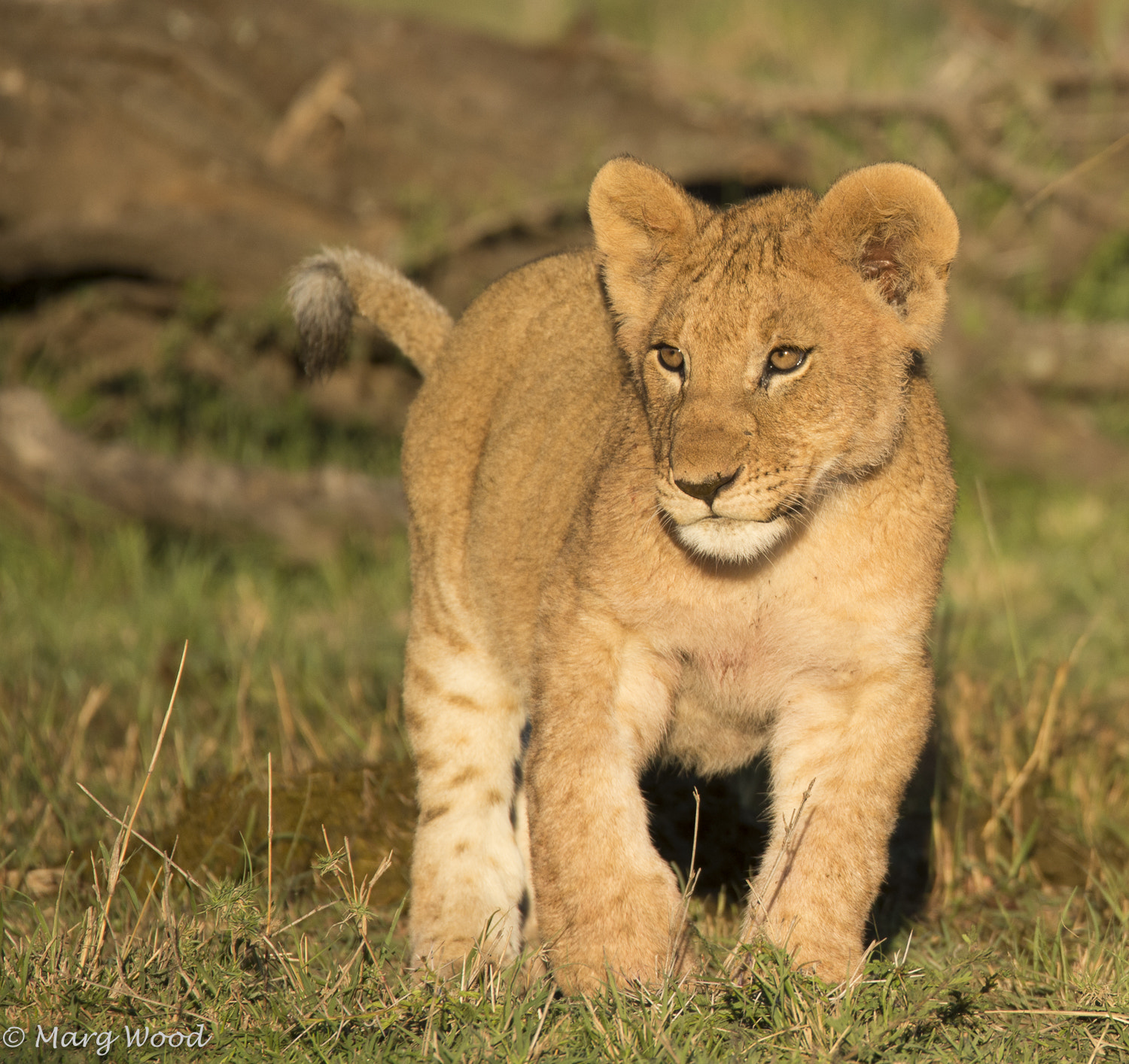 Nikon D4S sample photo. Cub in the sunrise photography