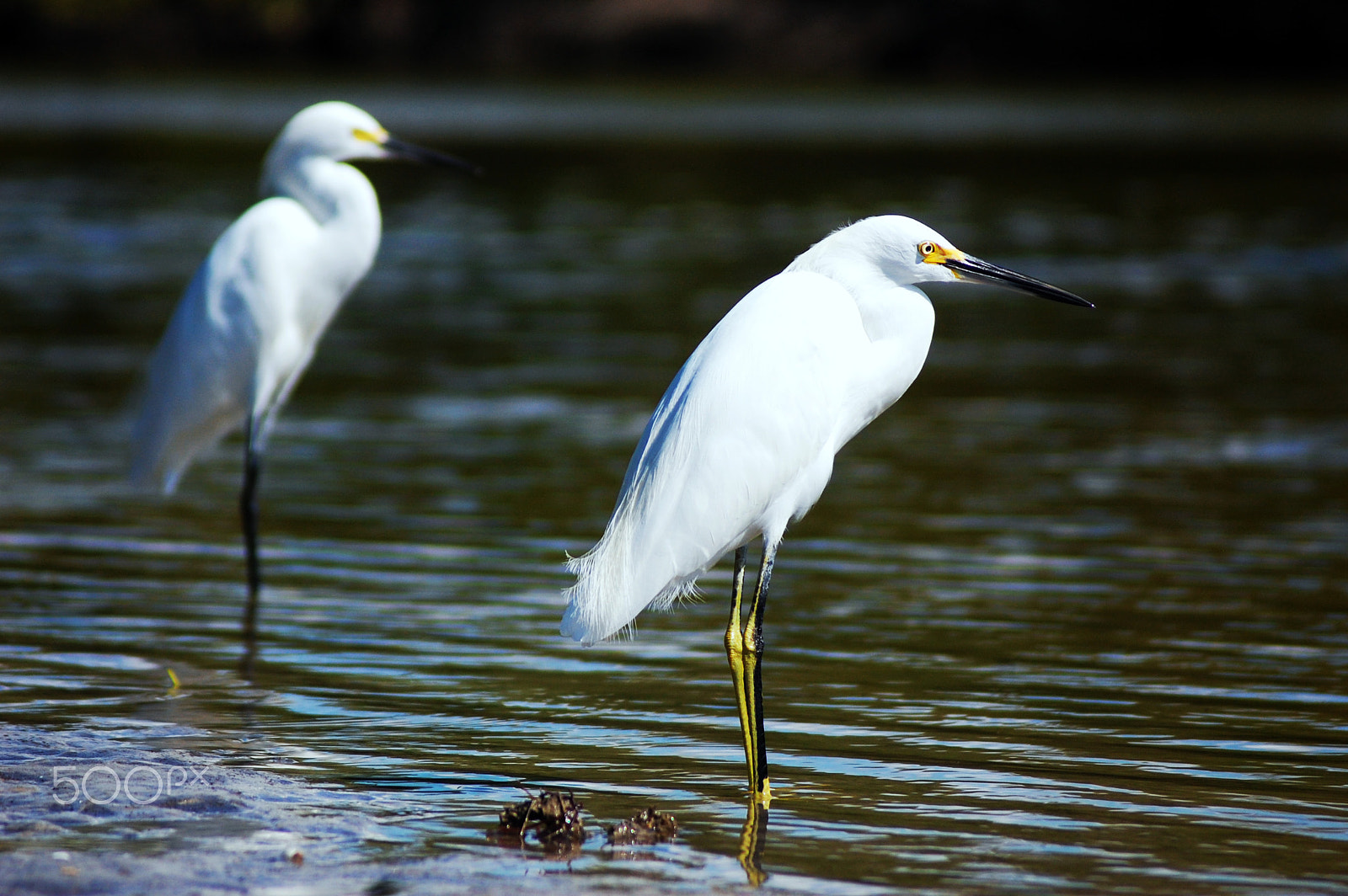 AF Zoom-Nikkor 80-200mm f/4.5-5.6D sample photo. Fishing egrets photography