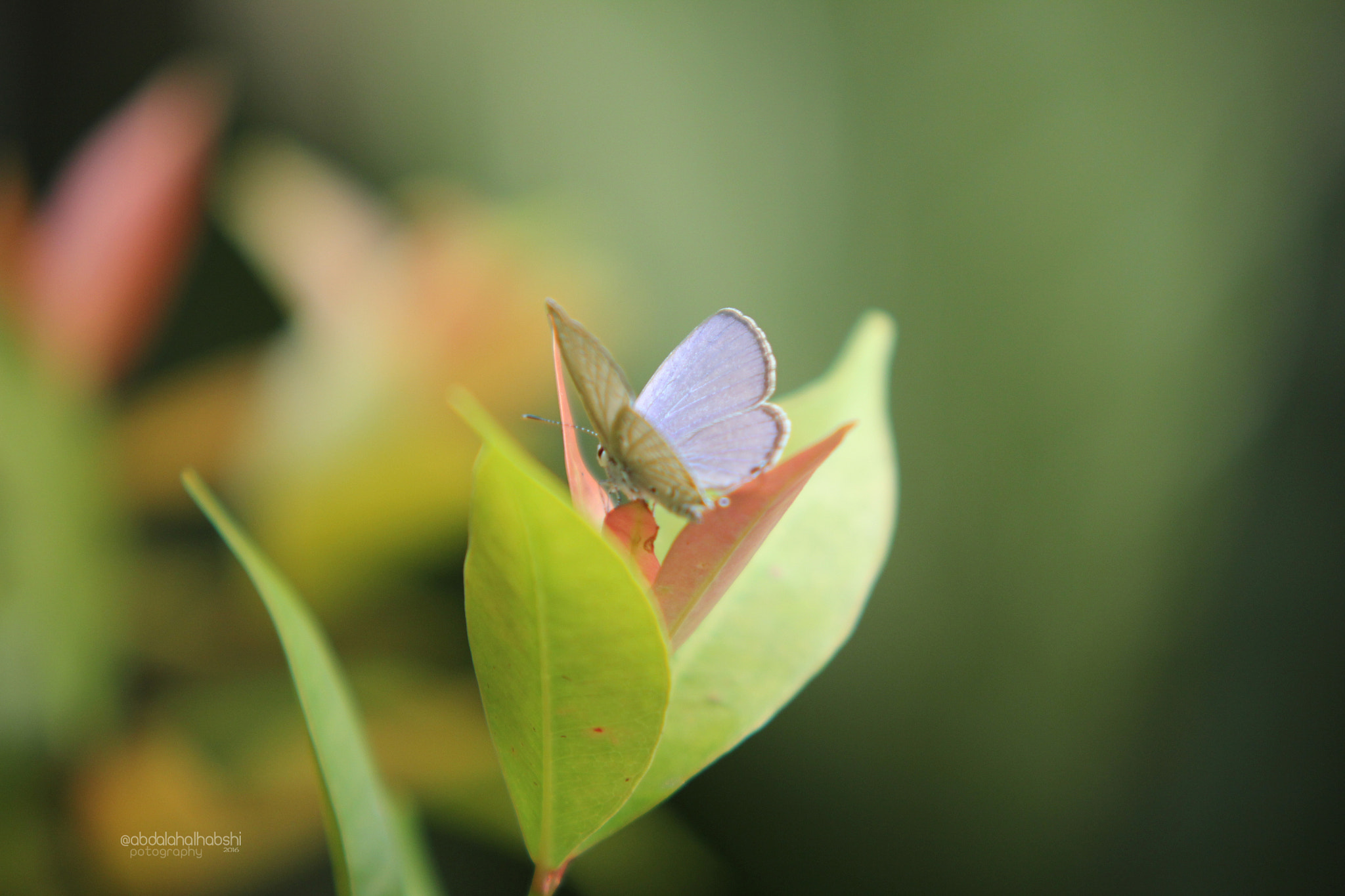 Sigma APO 50-150mm f/2.8 [II] EX DC HSM sample photo. فراشه photography