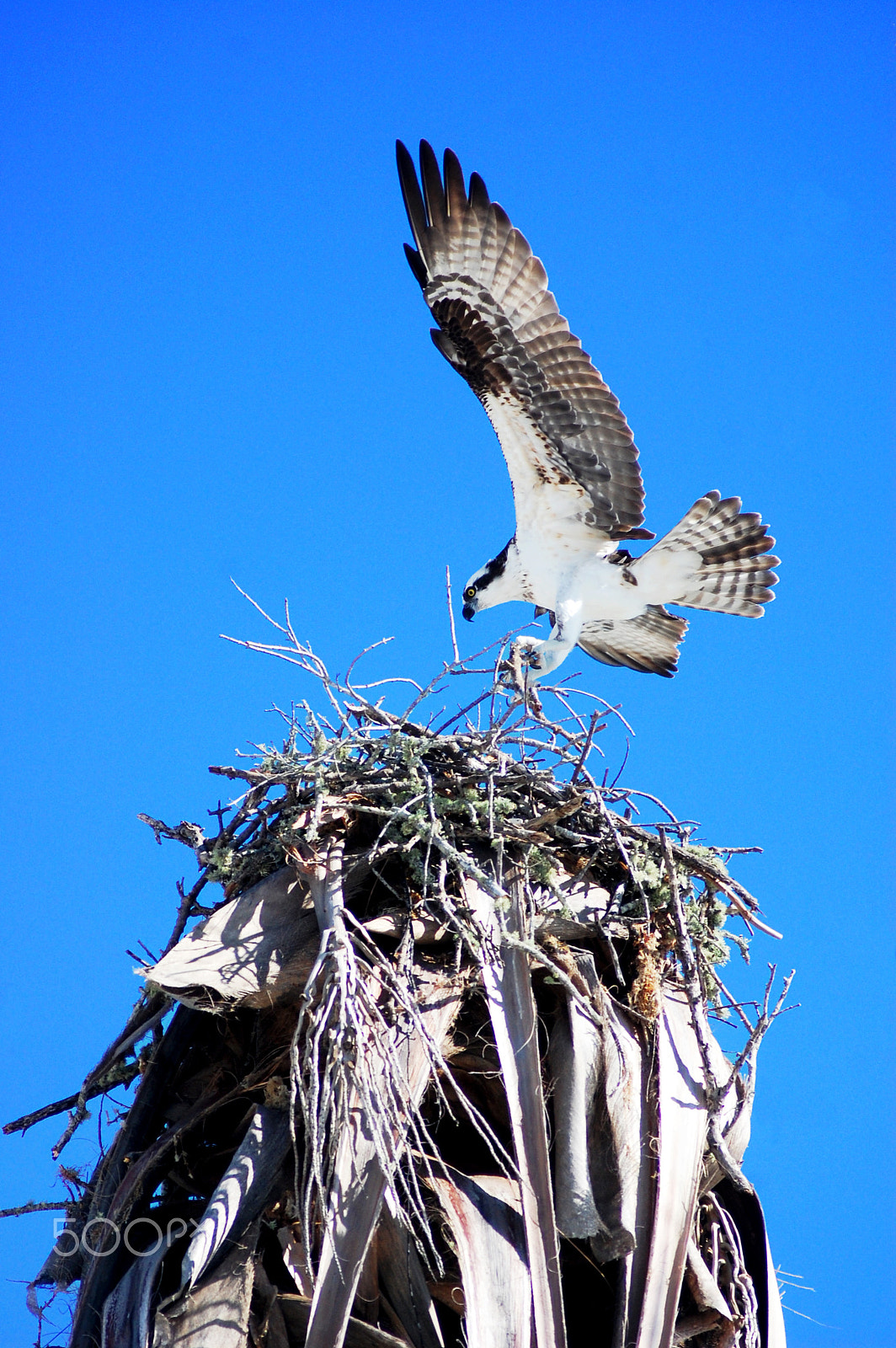 AF Zoom-Nikkor 80-200mm f/4.5-5.6D sample photo. Osprey landing photography