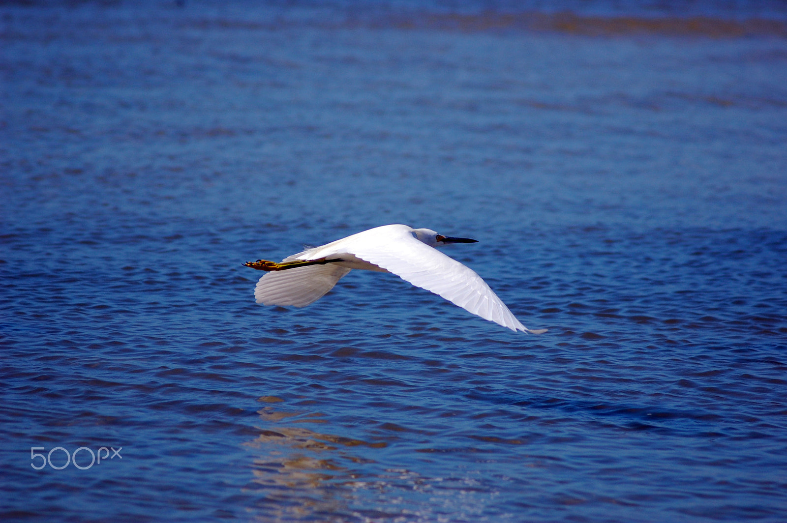 AF Zoom-Nikkor 80-200mm f/4.5-5.6D sample photo. Gliding photography