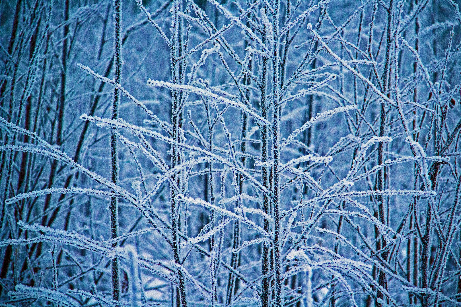 Canon EF-S 18-200mm F3.5-5.6 IS sample photo. Winter forest on the arctic circle photography