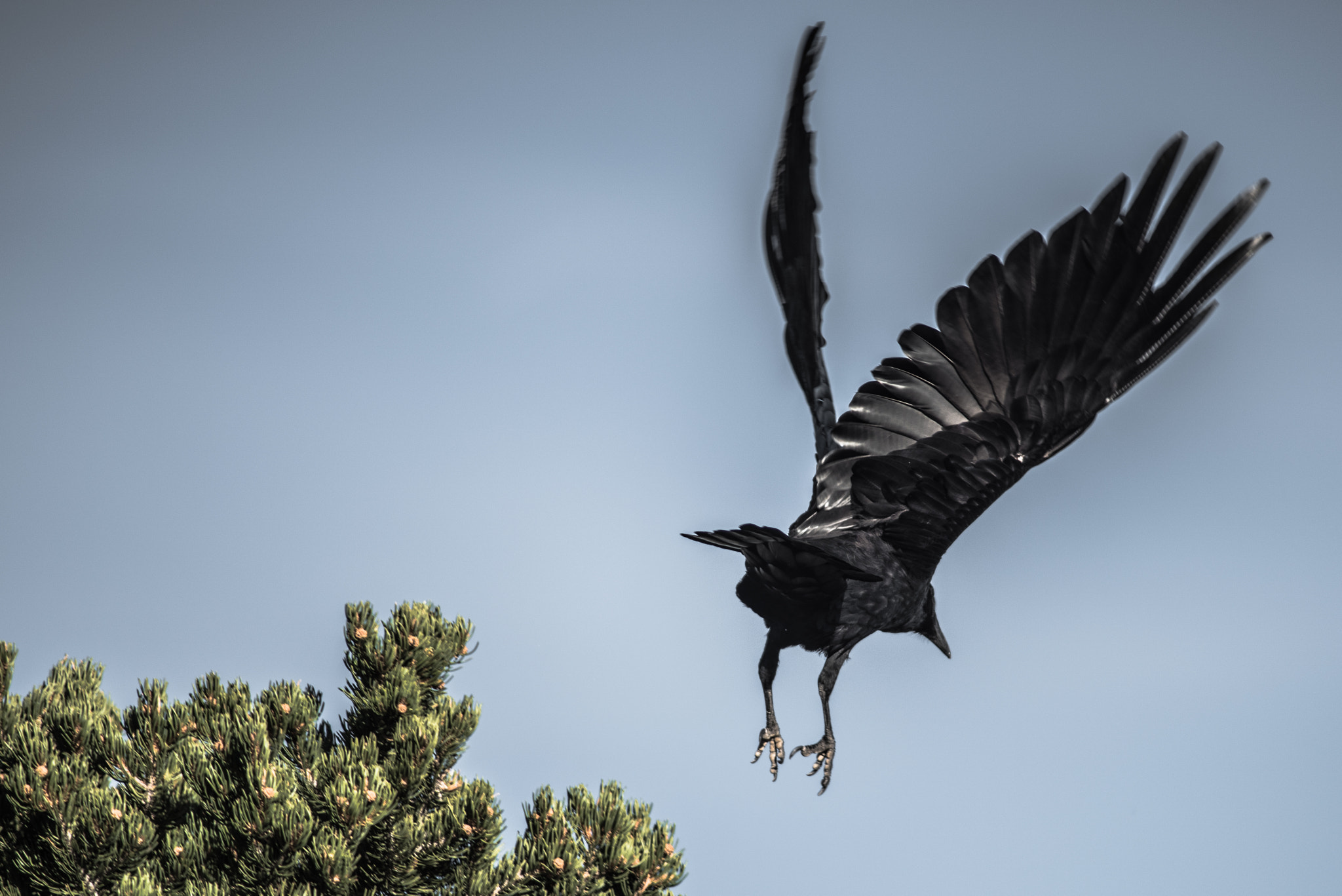 AF Nikkor 300mm f/4 IF-ED sample photo. Raven's launch photography
