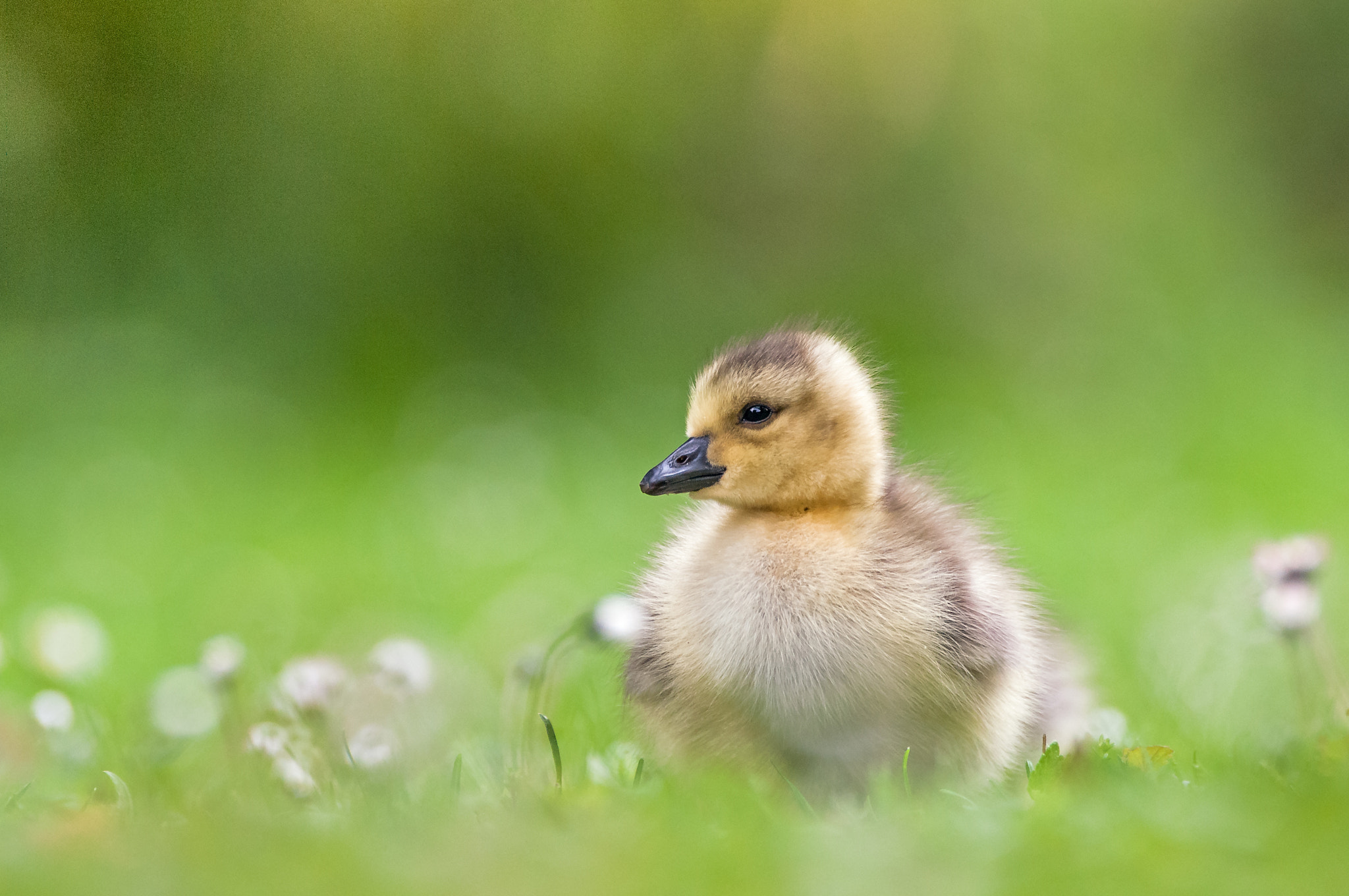 Sigma 120-300mm F2.8 EX DG HSM sample photo. Gosling photography