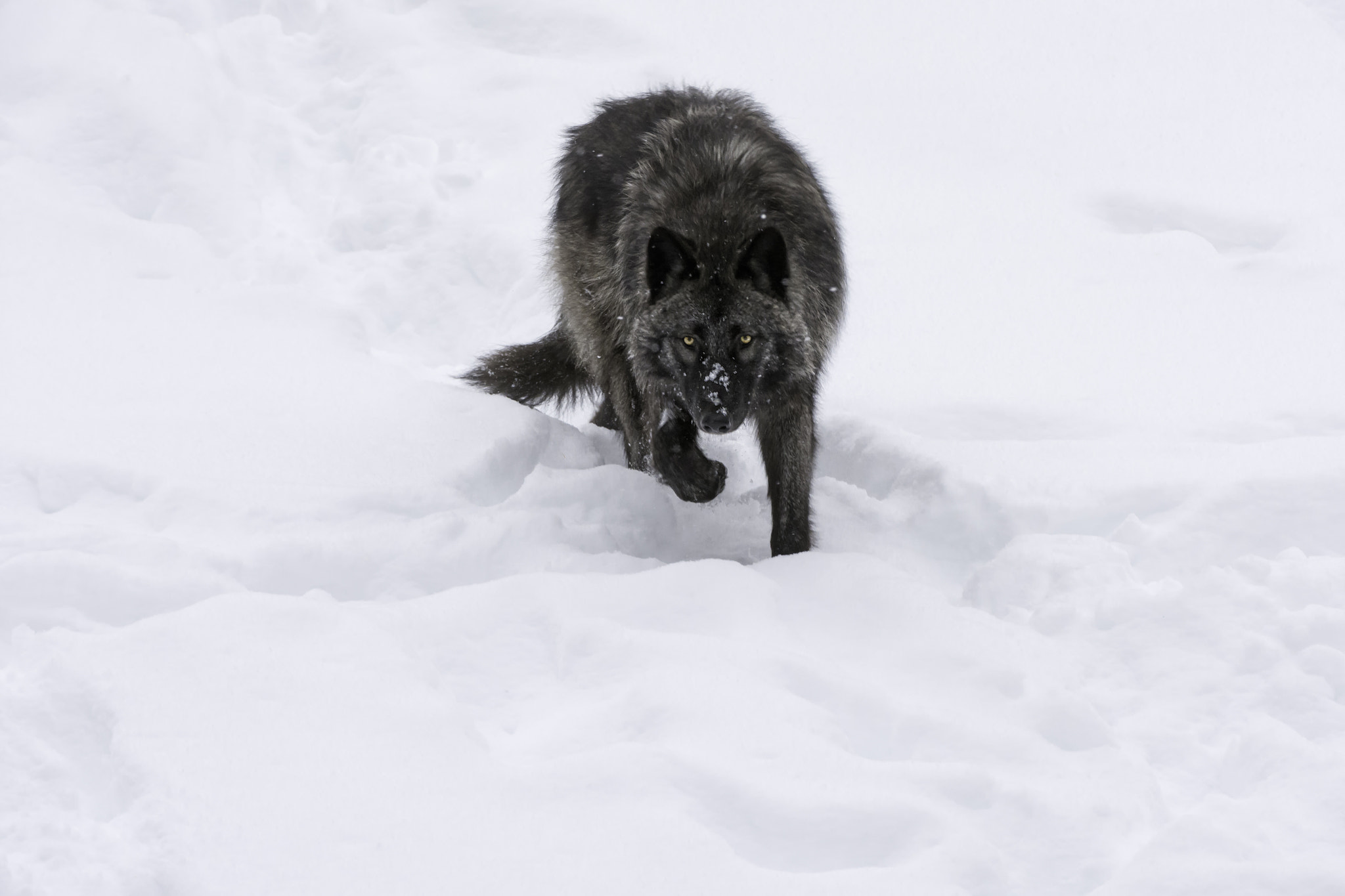 Nikon AF-S Nikkor 200-400mm F4G ED-IF VR sample photo. Coming for you... photography