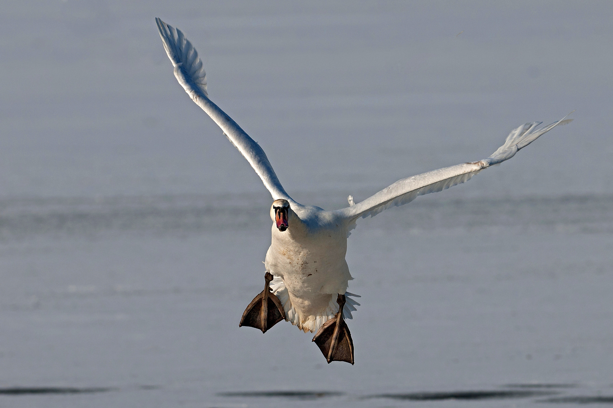 Nikon AF-S Nikkor 300mm F2.8G ED-IF VR sample photo. Landung photography