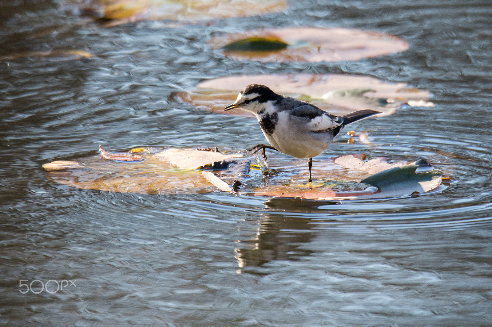Sigma 150-600mm F5-6.3 DG OS HSM | C sample photo. Water walk photography