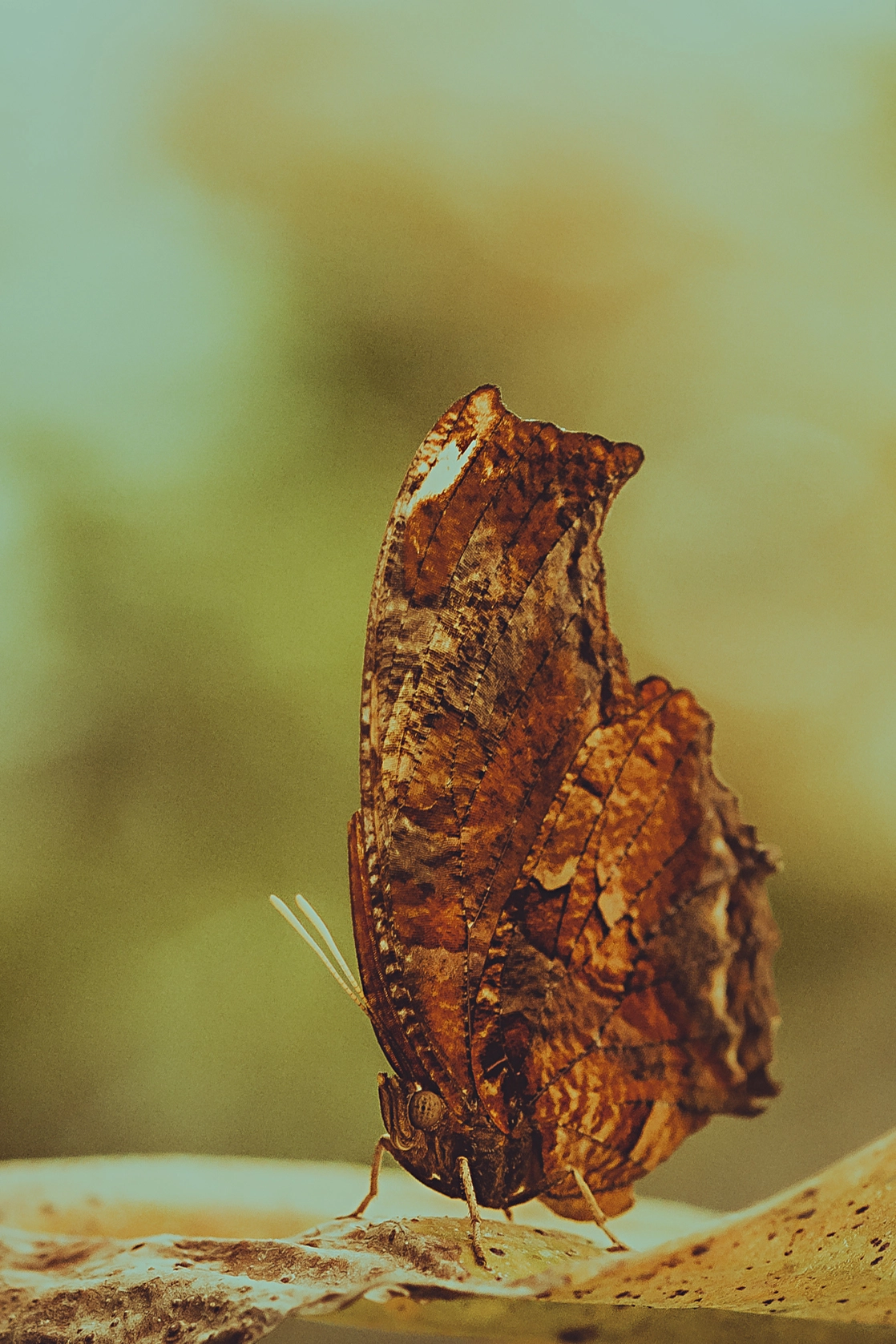 Sigma 105mm F2.8 EX DG OS HSM sample photo. Brown butterfly photography