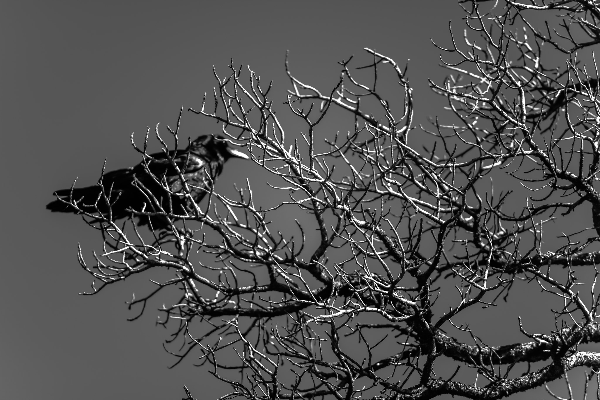 AF Nikkor 300mm f/4 IF-ED sample photo. Raven's post photography