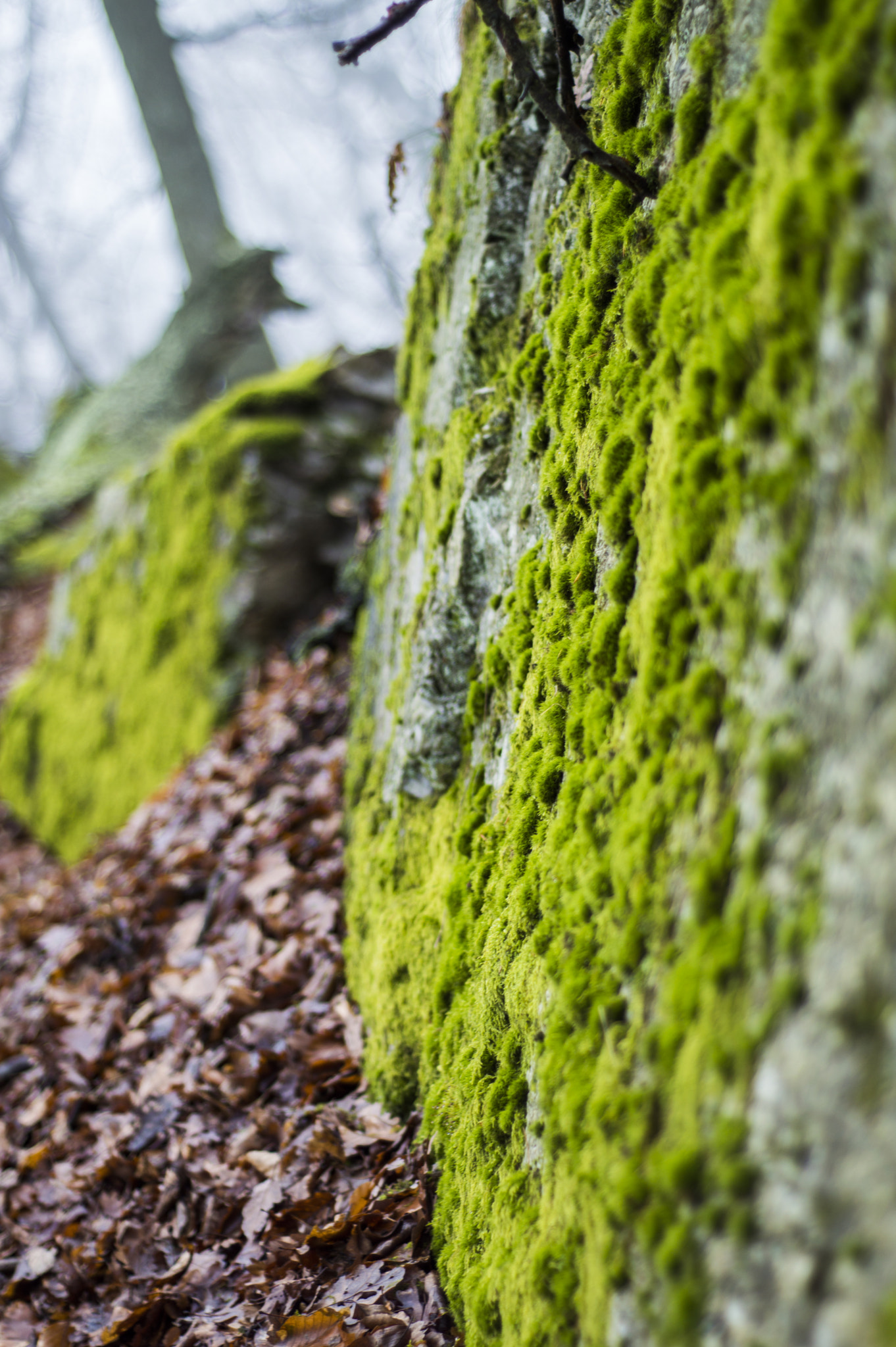 Nikon D3200 + AF Nikkor 50mm f/1.8 sample photo. Dsc_0017.jpg photography