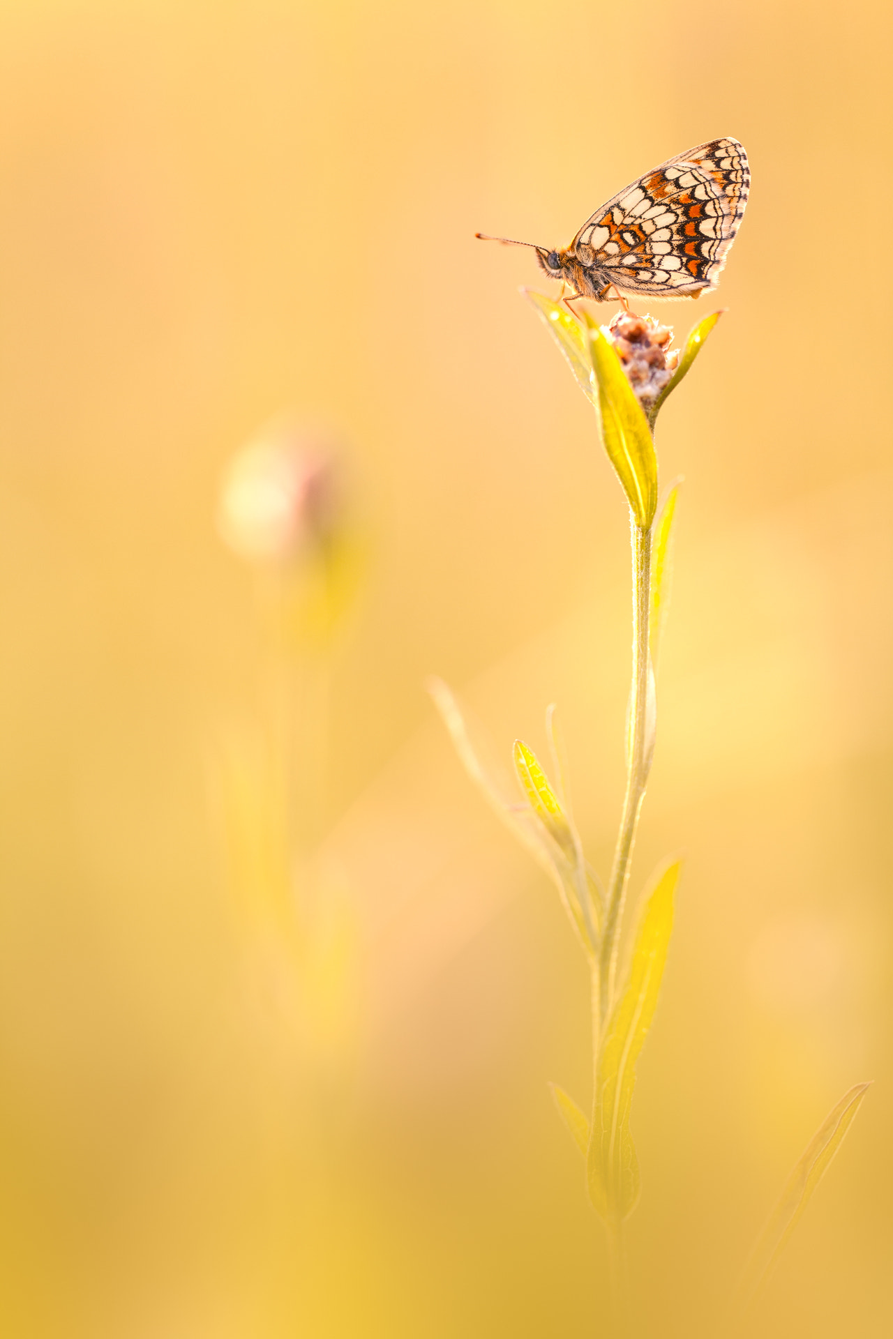 Sigma 150mm f/2.8 EX DG OS HSM APO Macro sample photo. Melitaea athalia photography