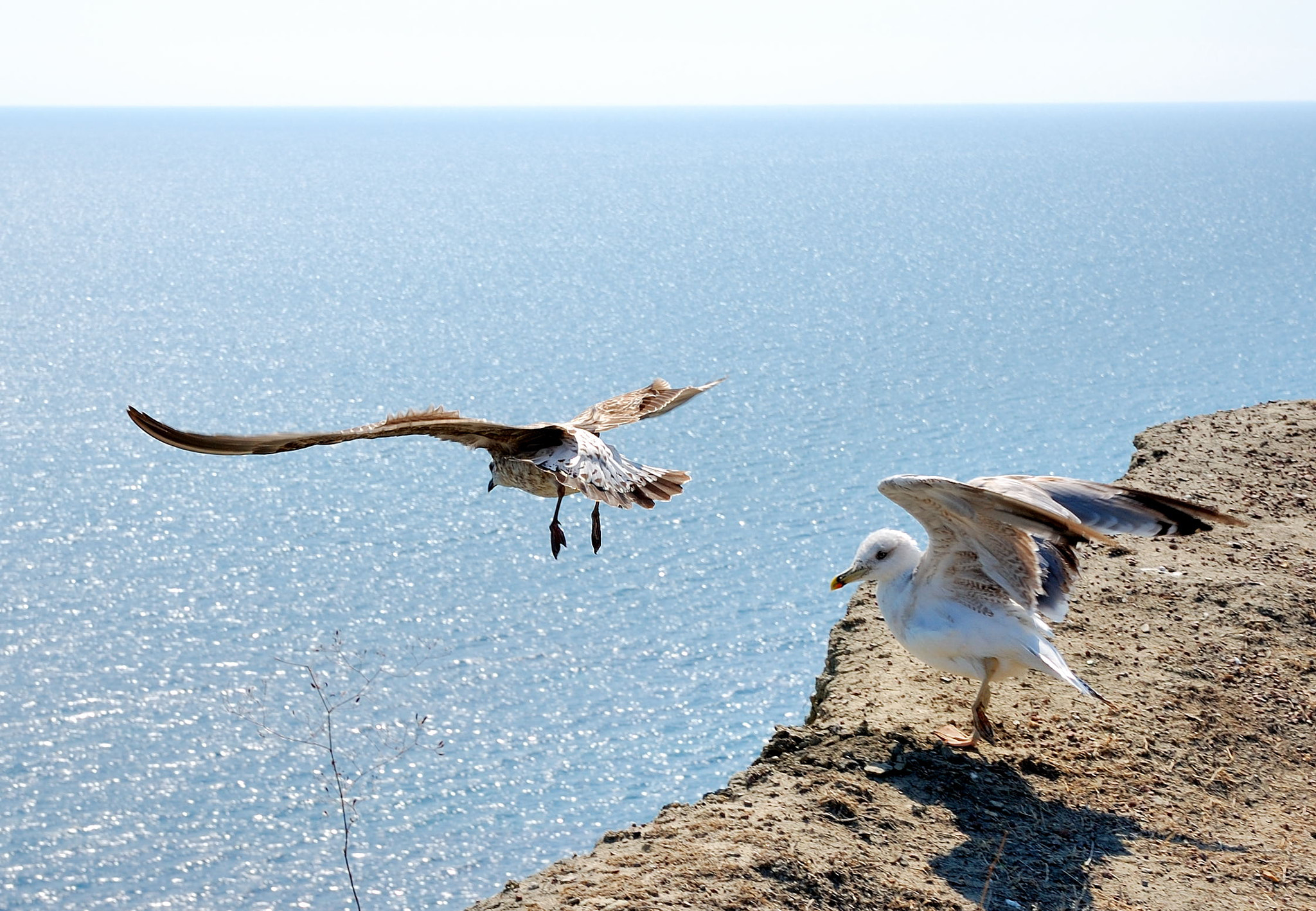 Nikon D40 + Sigma 18-50mm F2.8 EX DC Macro sample photo. Young seagull learning to fly photography