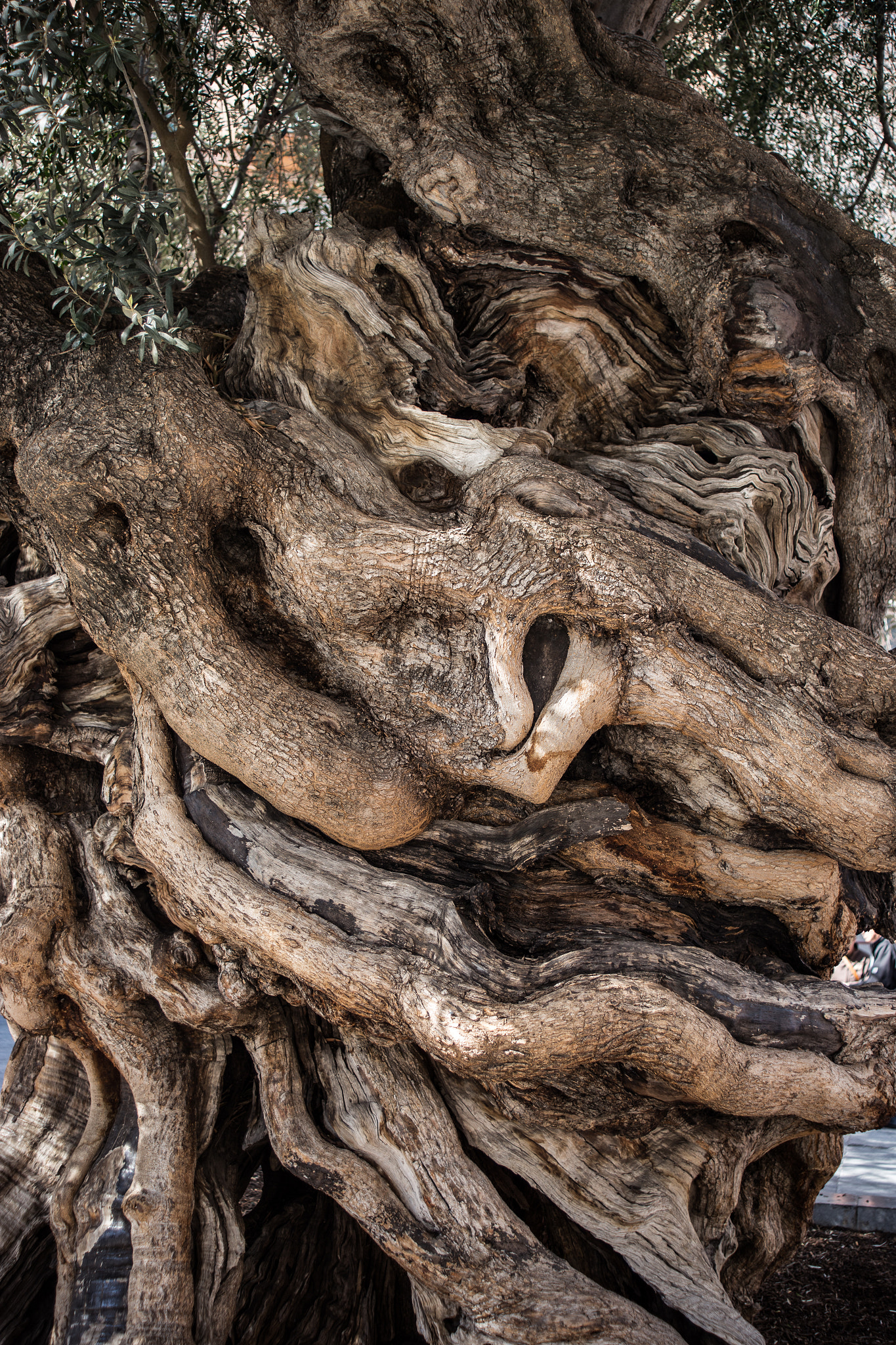 Canon EF 35-70mm f/3.5-4.5A sample photo. Olive eyes photography