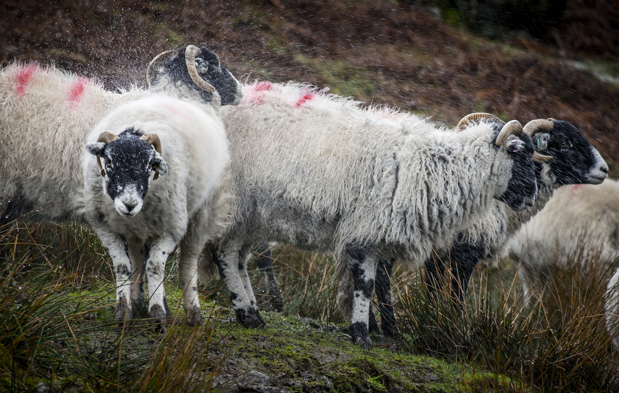 Olympus OM-D E-M10 sample photo. Sheep shaker photography
